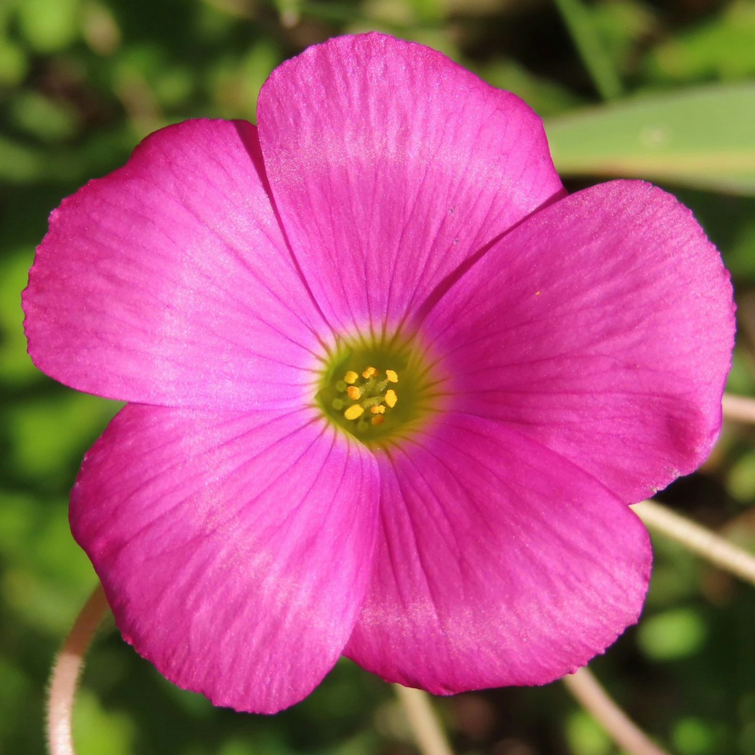 Nahaufnahme einer lebhaften rosa Blume mit grünem Hintergrund