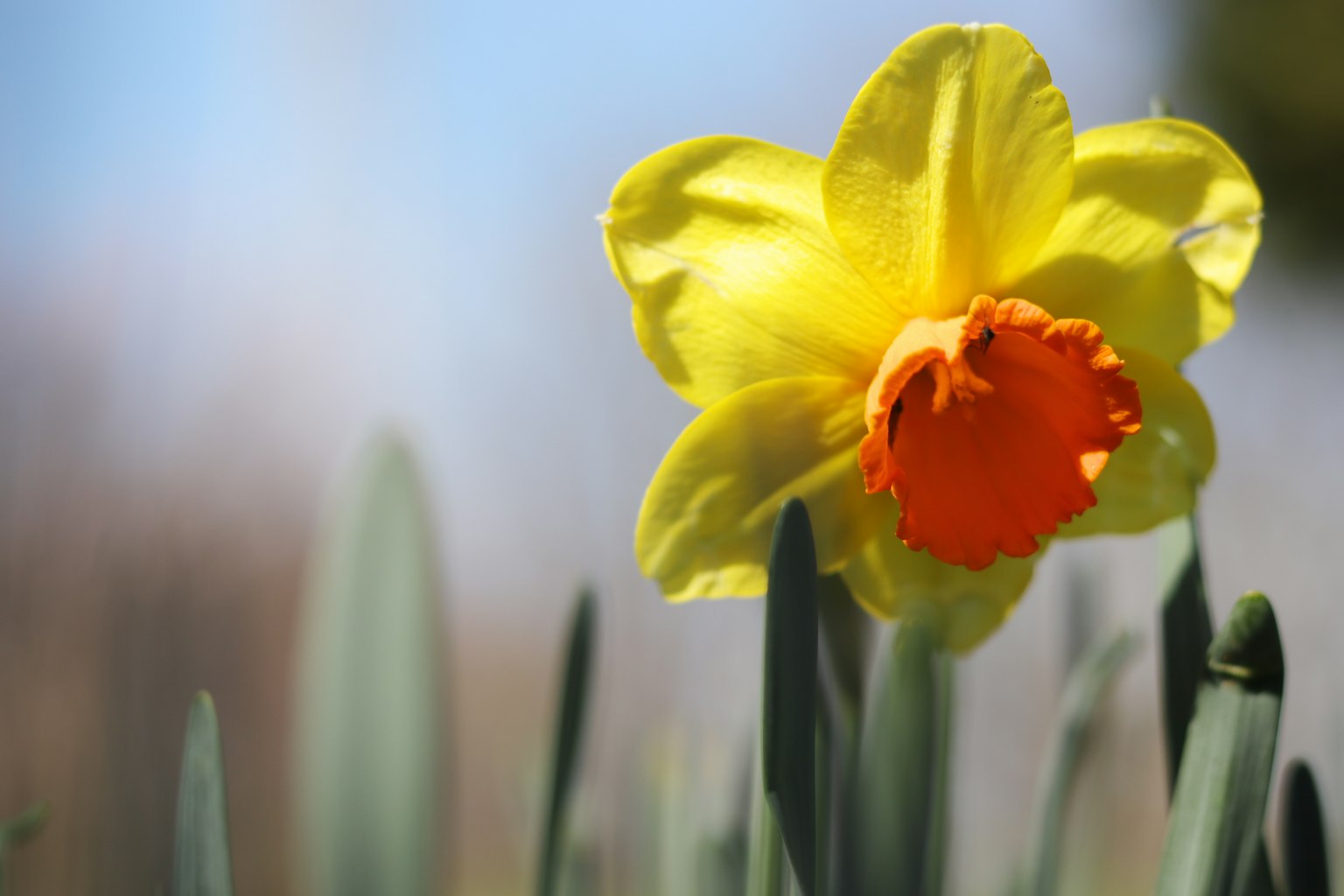 Vibrant yellow daffodil flower with orange center