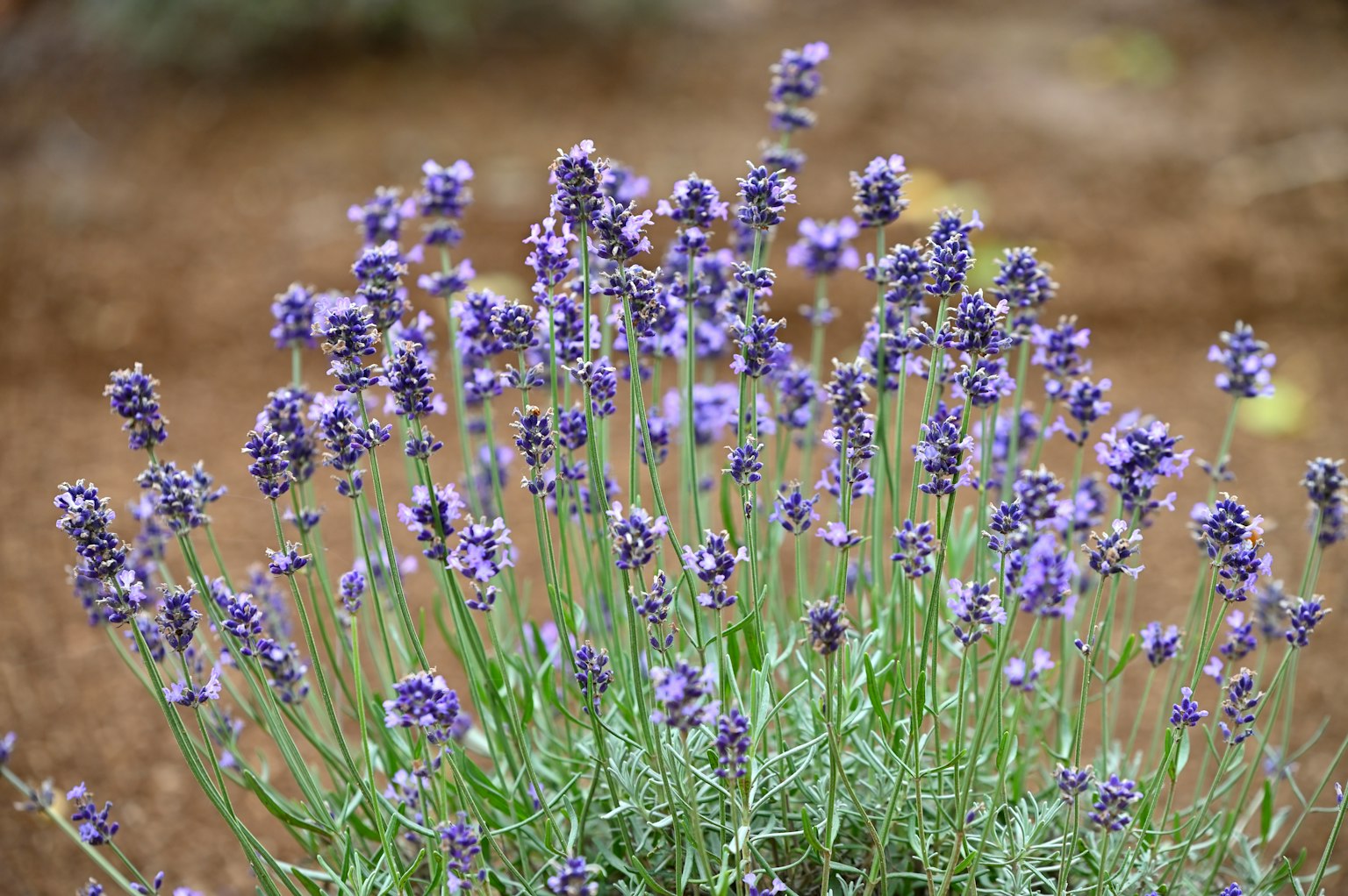 Lavendelblüten blühen in einem grünen Busch mit braunem Hintergrund