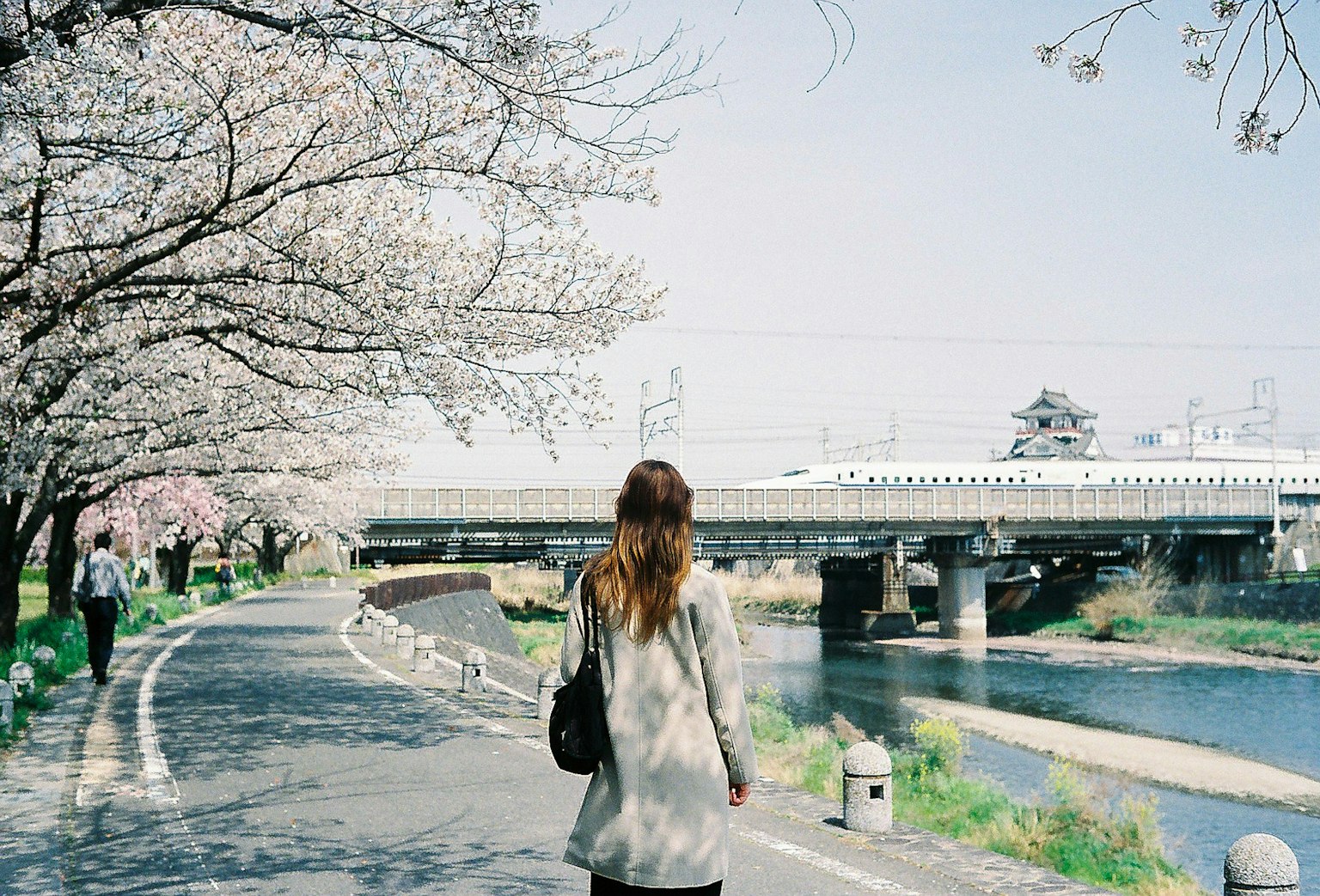 Woman walking under cherry blossom trees by a river