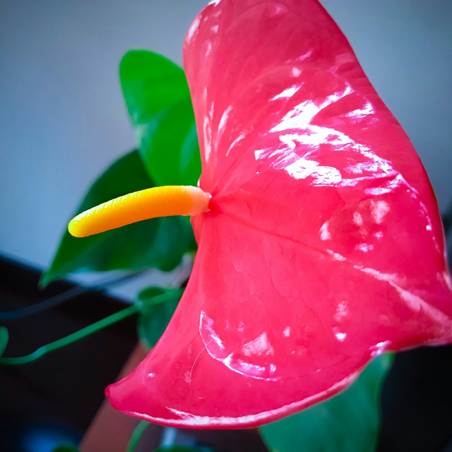 Primer plano de una flor de anthurium rojo vibrante con espádice amarillo y hojas verdes