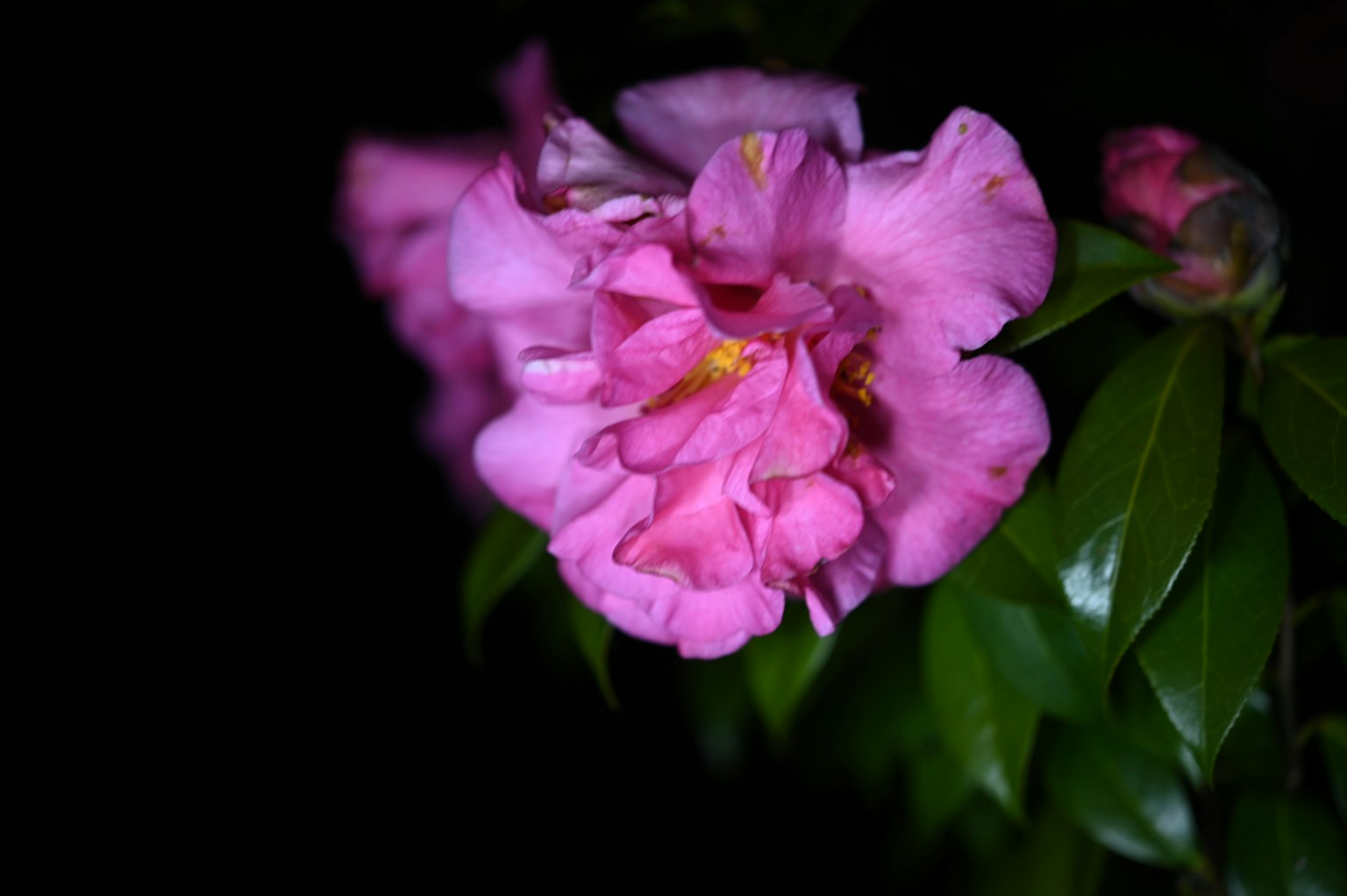 Lebendige rosa Blume vor dunklem Hintergrund