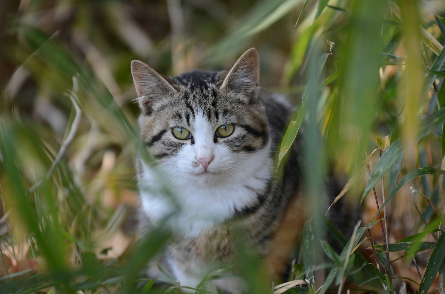 Foto en primer plano de un gato entre hojas verdes