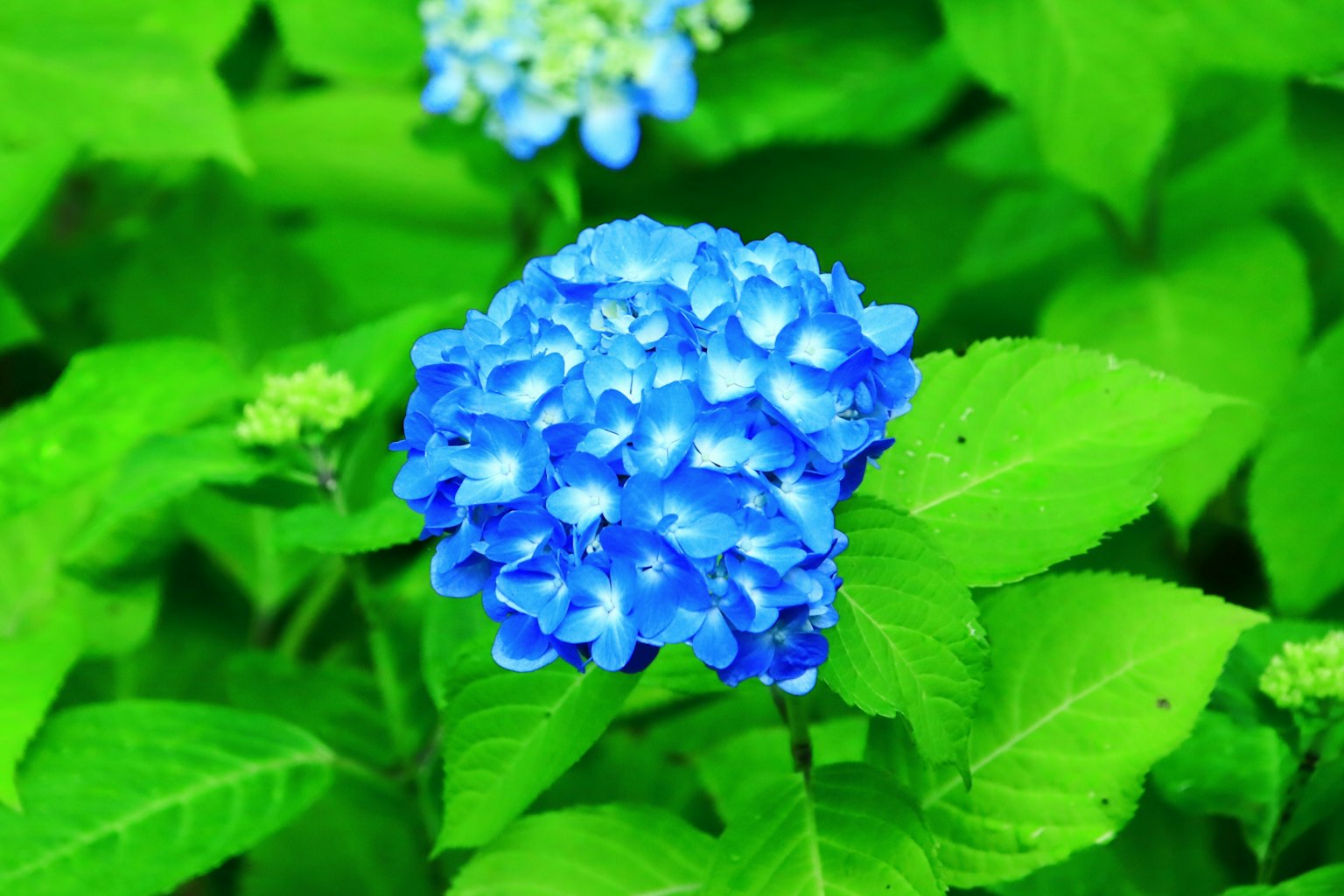 Blaue Hortensie umgeben von grünen Blättern