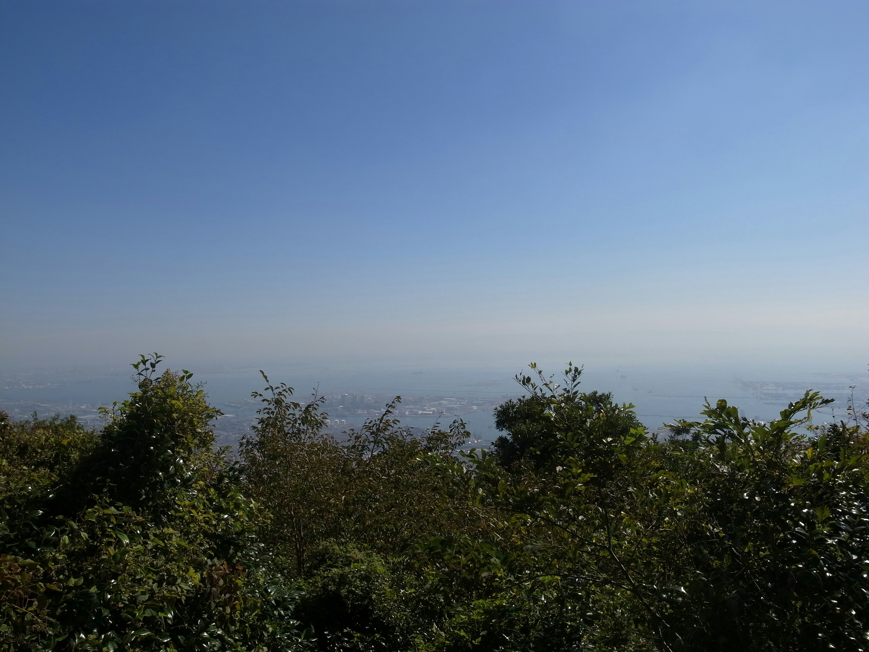 前景树木与蓝天相映的海景