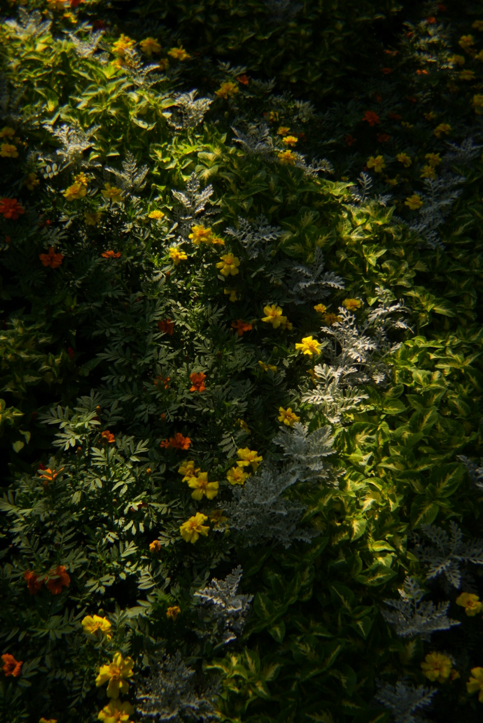 Un jardin vibrant avec des fleurs colorées et des ombres