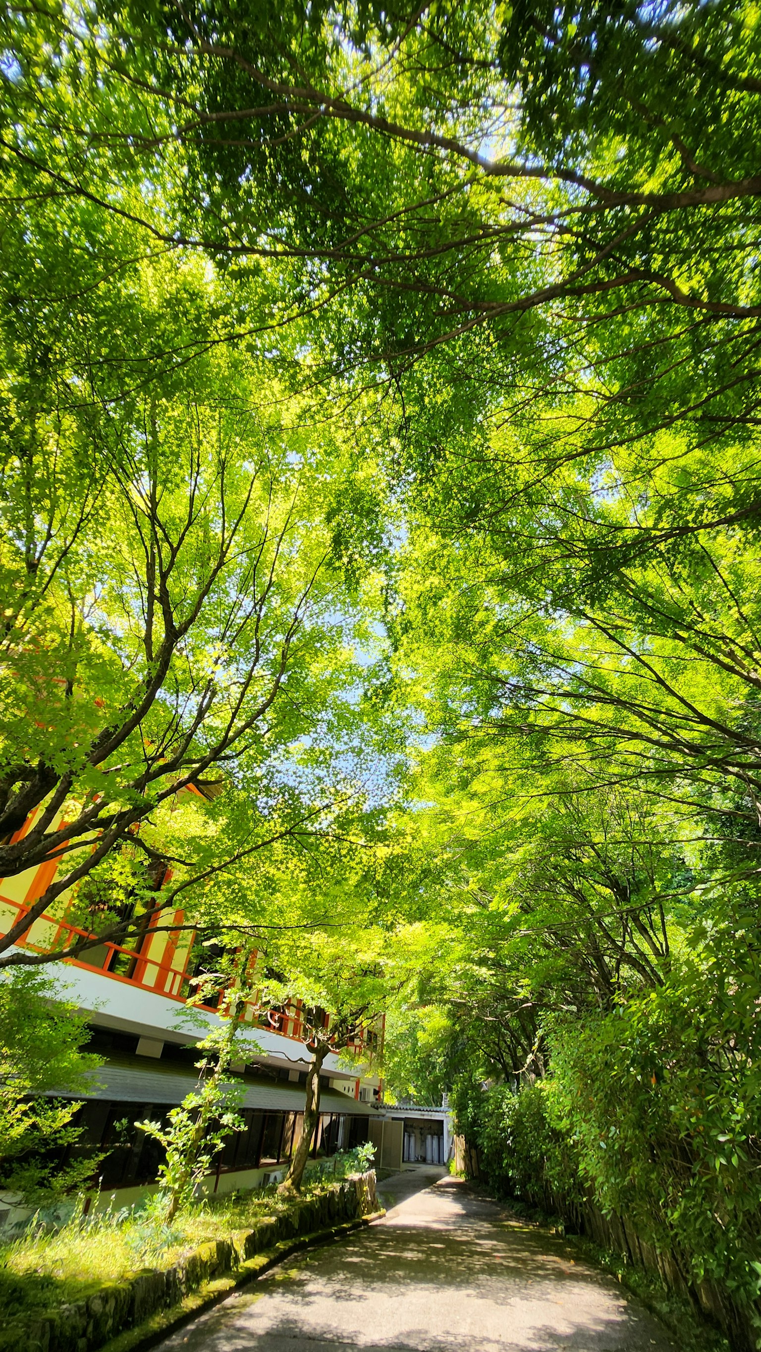 被郁郁葱葱的树木和建筑物环绕的风景小径