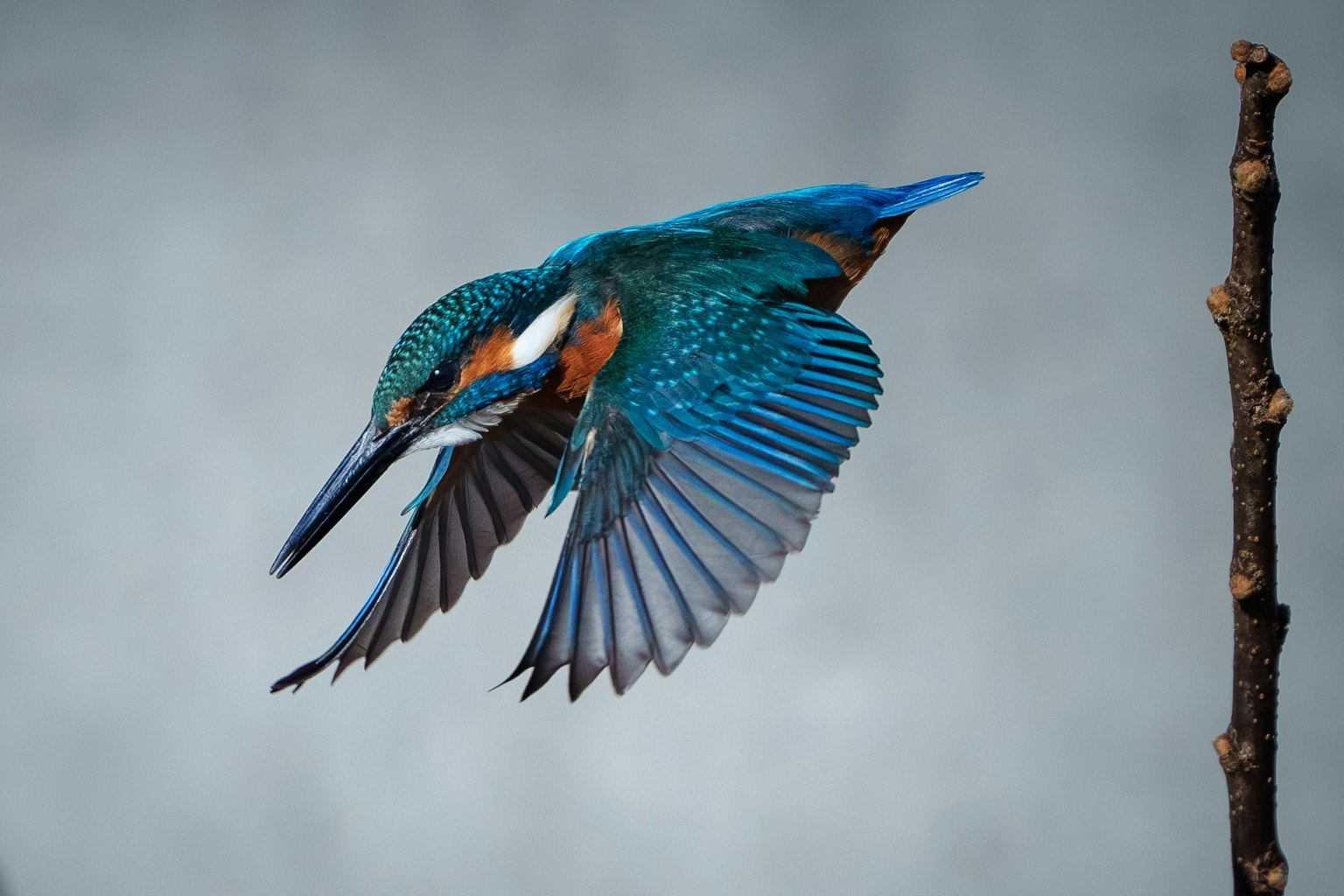 Ein Eisvogel mit blauen Federn, der in der Luft fliegt