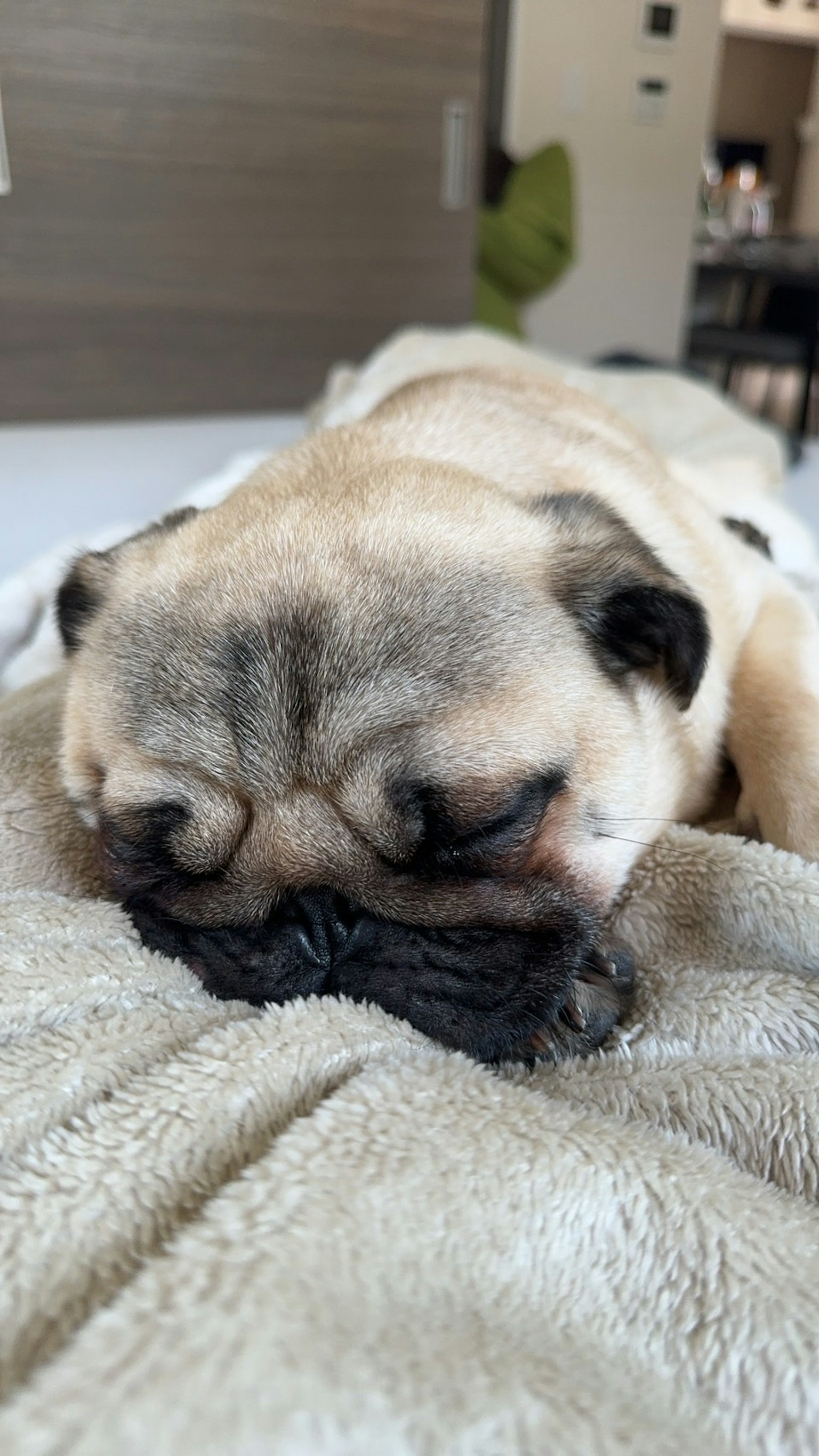 Seekor anjing pug yang tidur di atas selimut