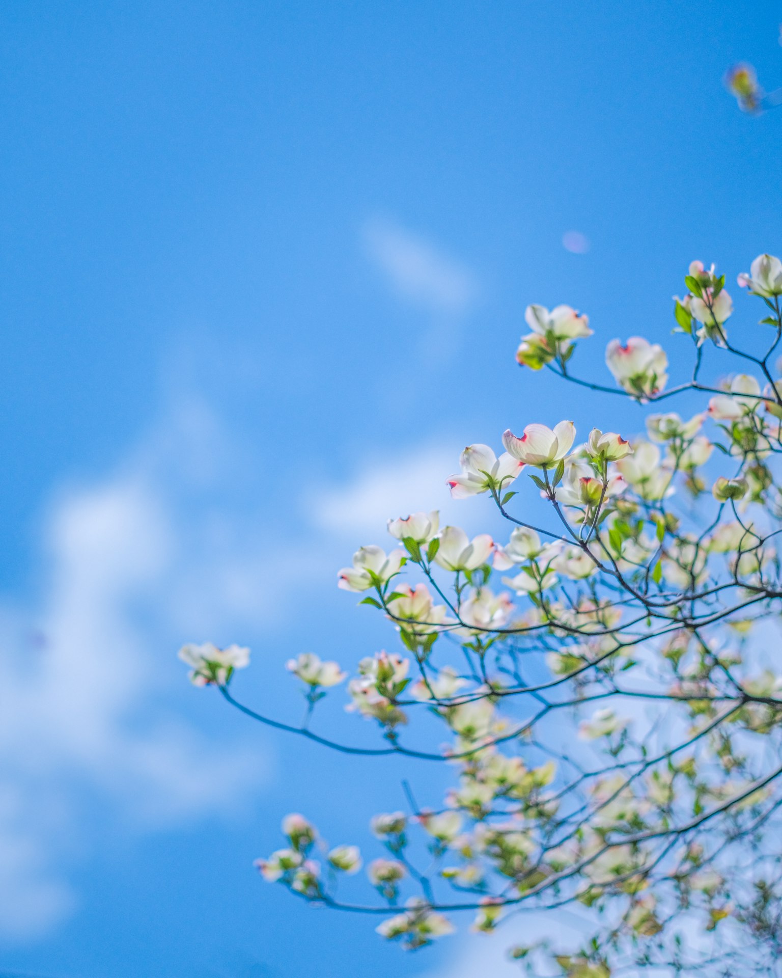 Branches of white flowers against a blue sky