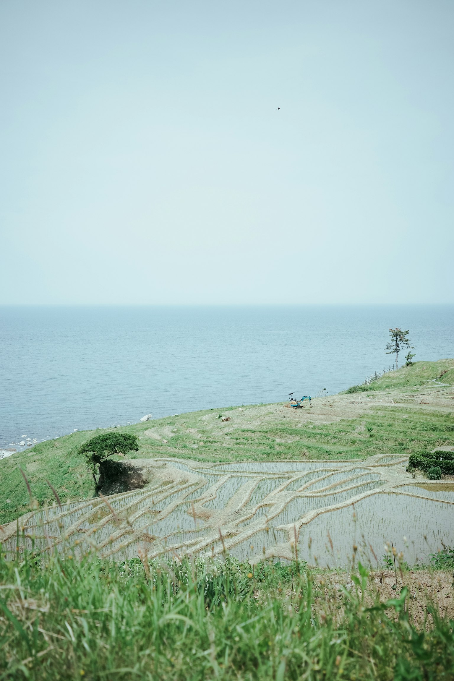 藍色海洋和綠色草原的風景，有可見的稻田圖案