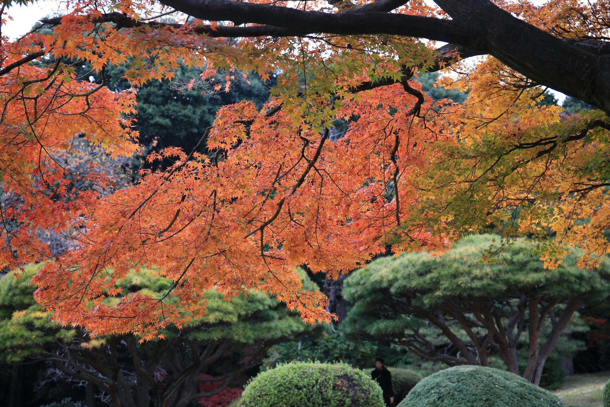 紅葉の木々が広がる庭園の景色