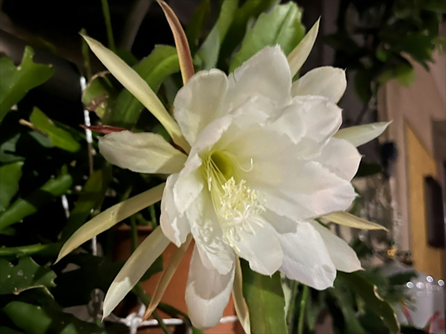Acercamiento de una flor blanca con hojas verdes