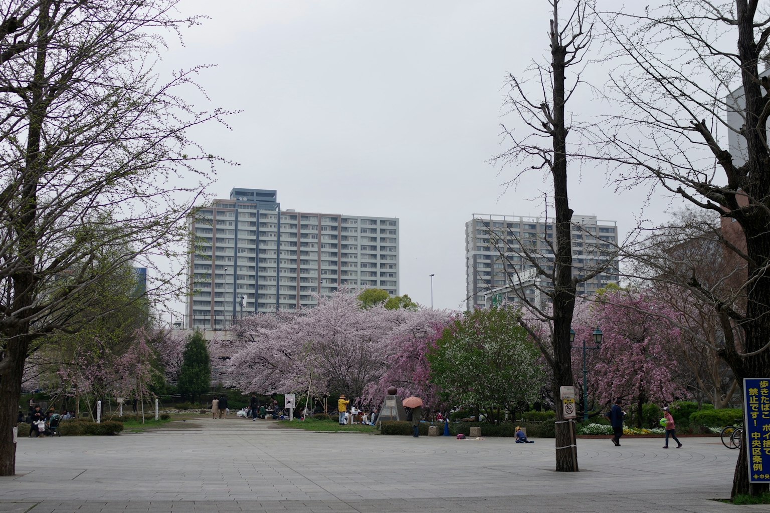 Scena di parco con alberi di ciliegio in fiore grattacieli sullo sfondo