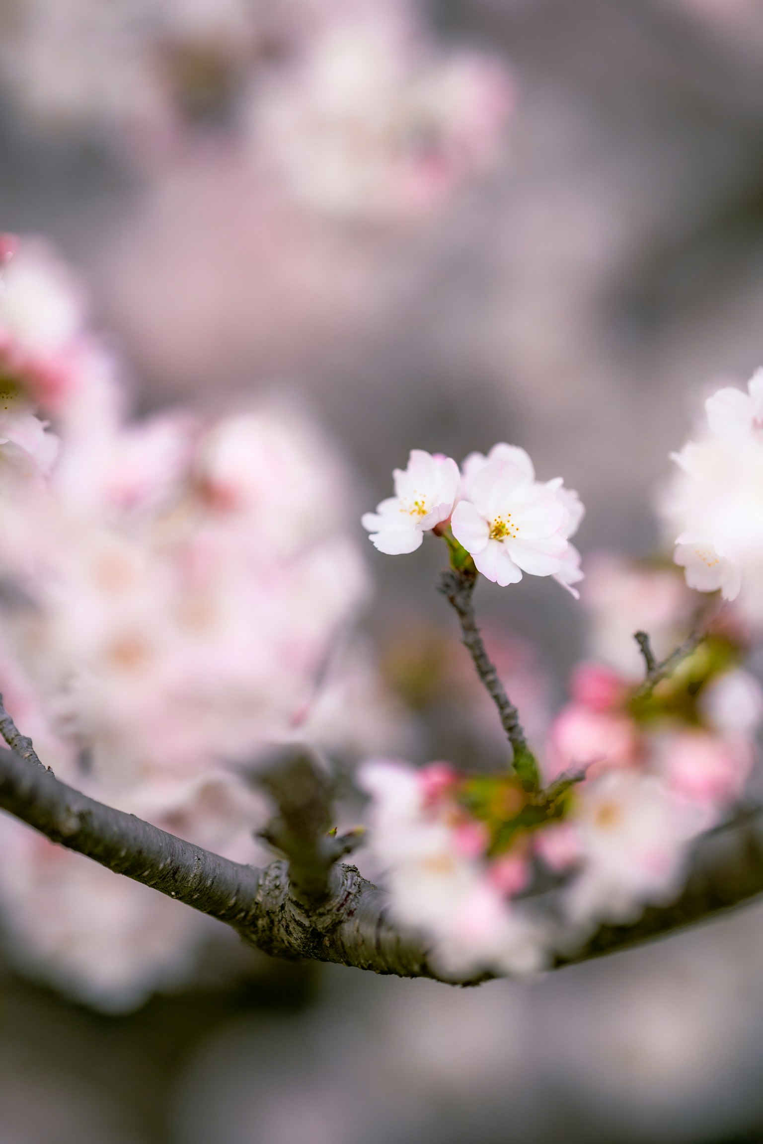 Gros plan sur des fleurs de cerisier sur une branche