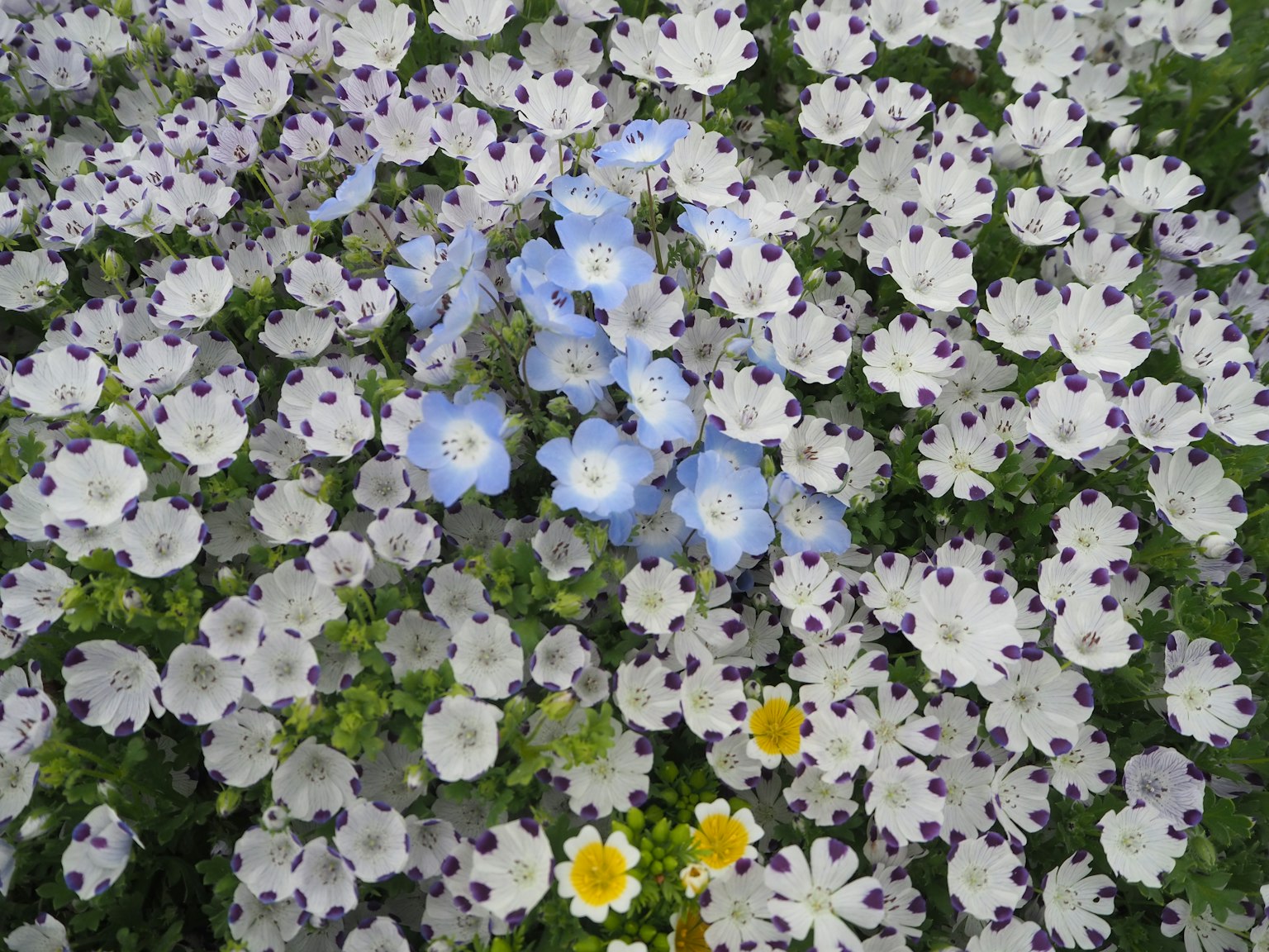 ทุ่งดอกไม้สวยงามที่เต็มไปด้วยดอกไม้สีขาวและสีน้ำเงิน