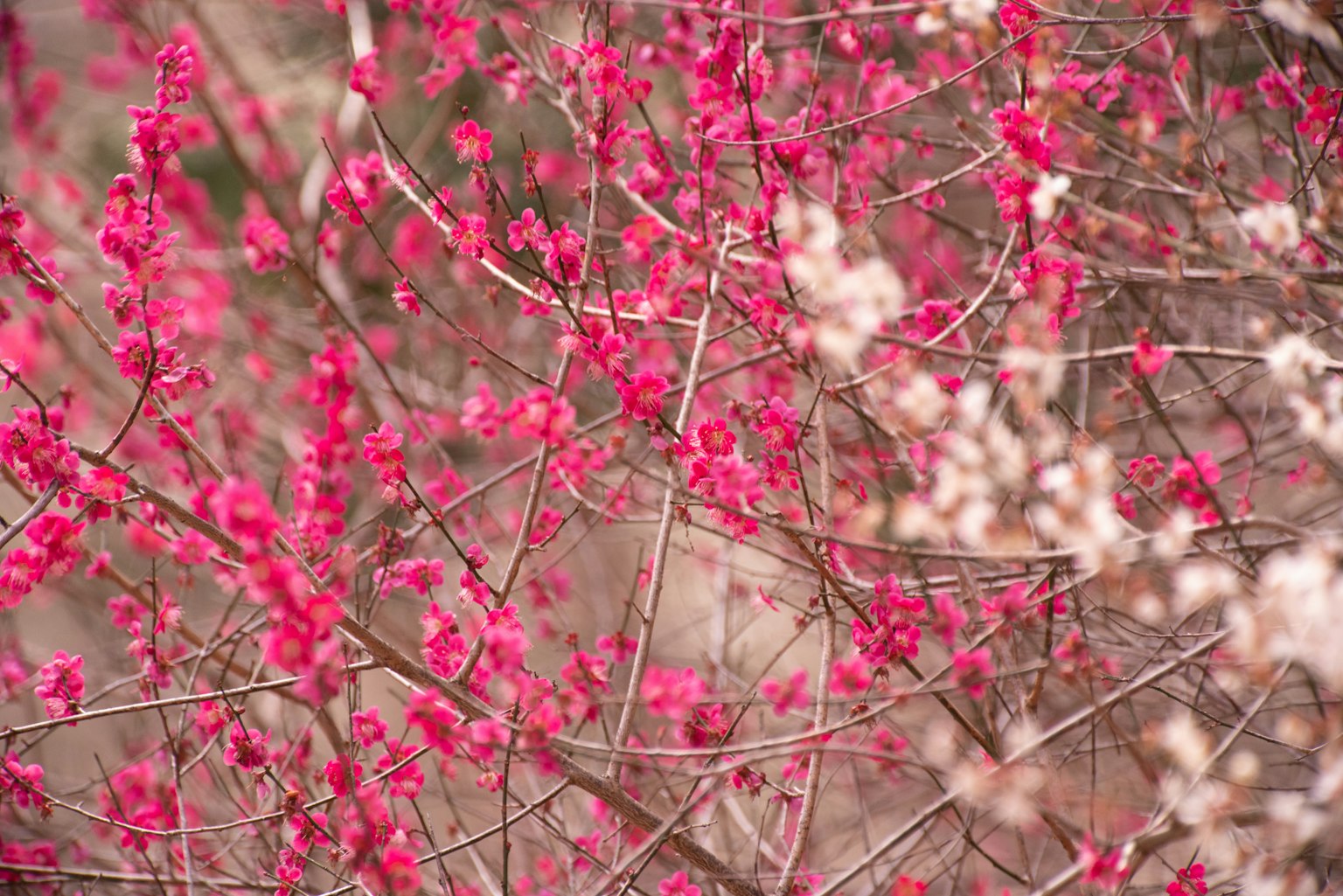 Gros plan de branches avec des fleurs roses et blanches