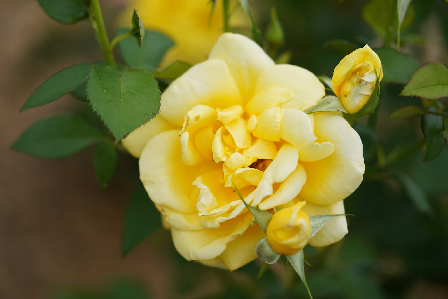 Schöne gelbe Rose blüht mit üppigem grünem Laub
