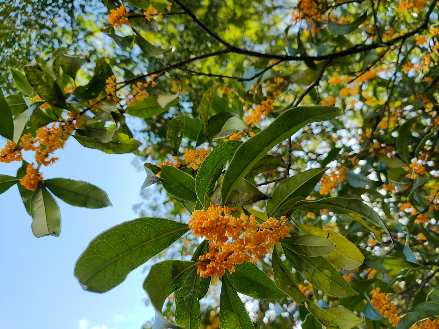 Rama con flores amarillas y hojas verdes