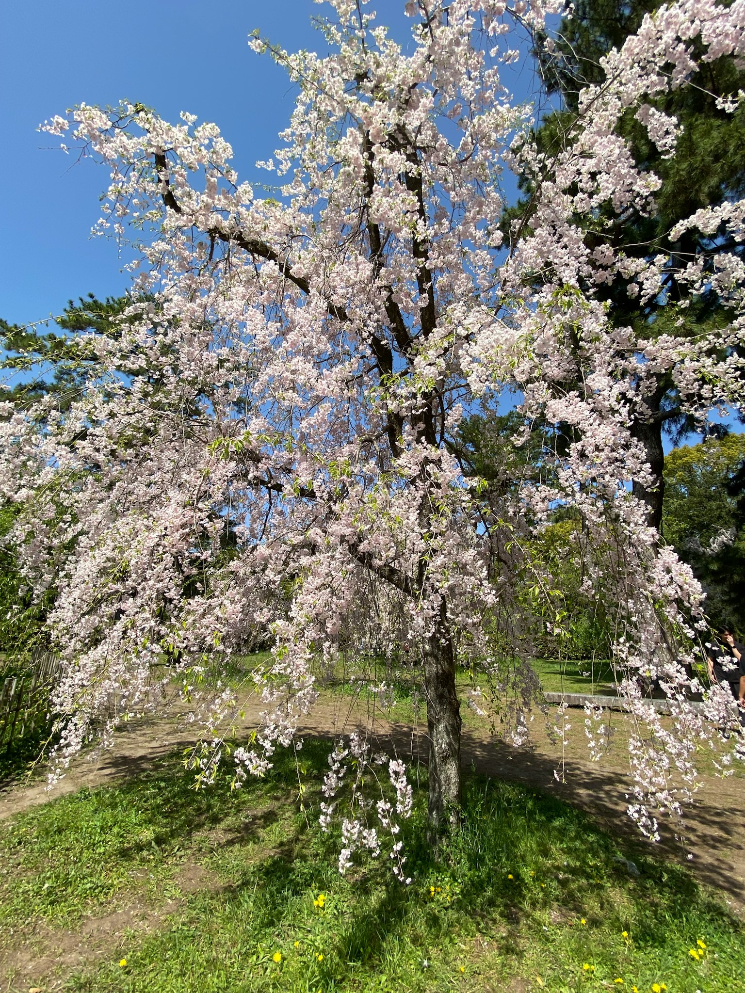 Beautiful cherry blossom tree blooming under a blue sky