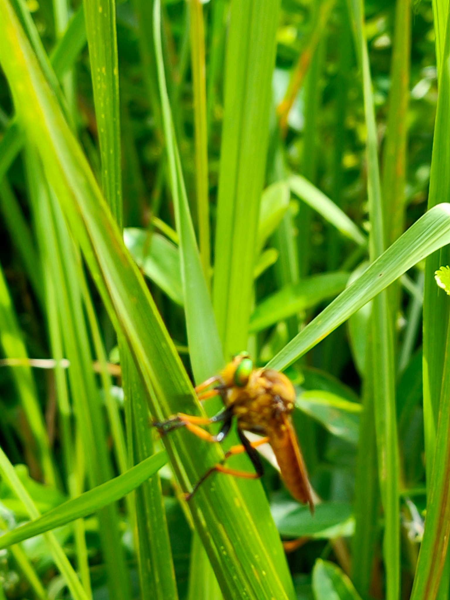 Close-up photo of an insect among green grass