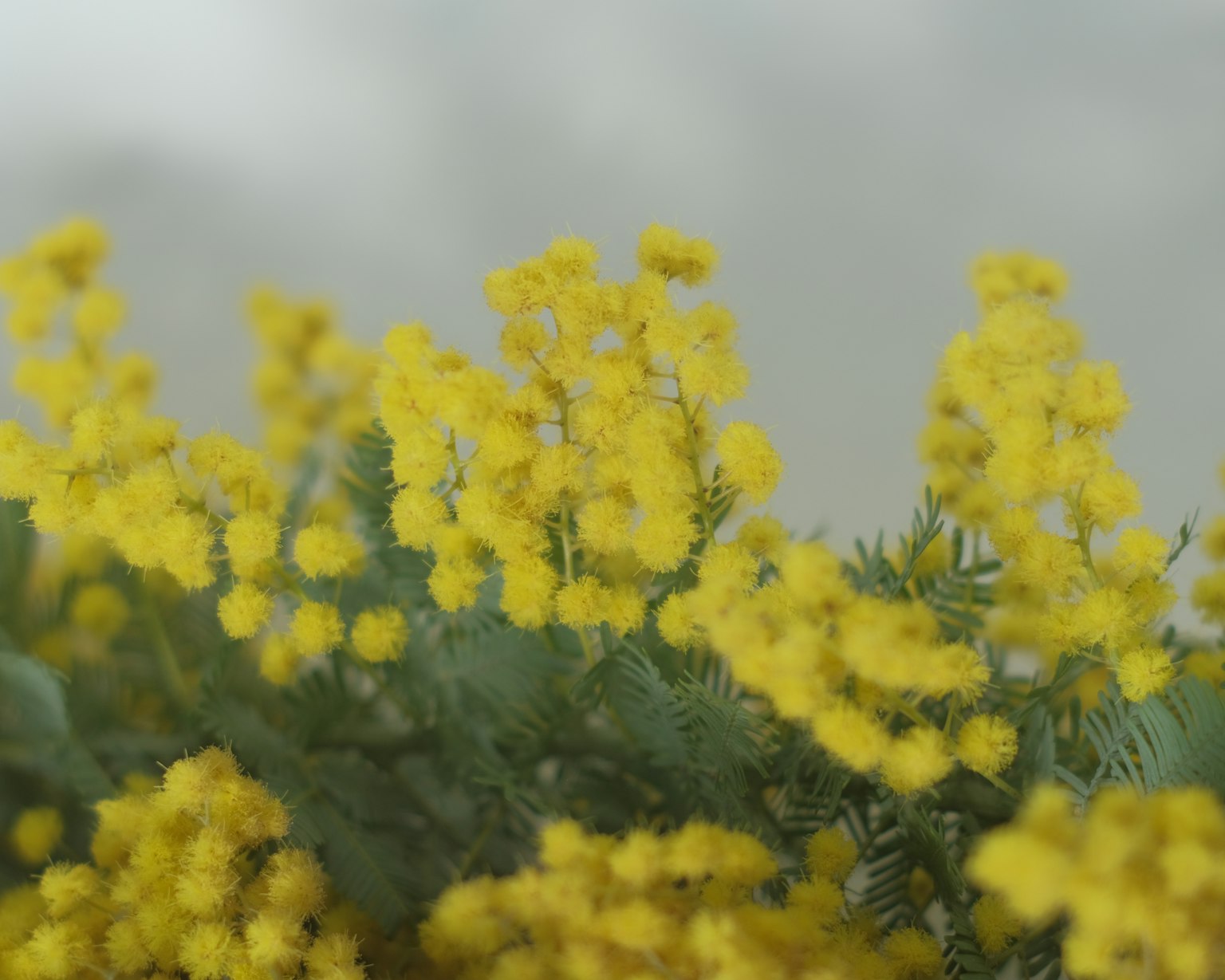 Blooming yellow mimosa flowers in a soft background