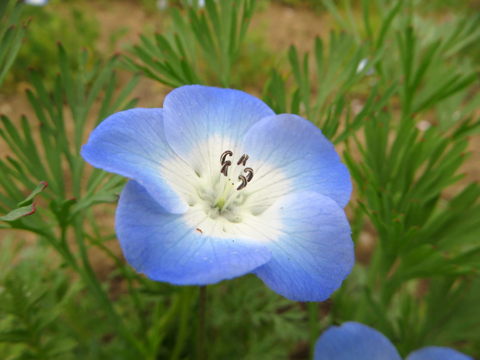 Primer plano de una flor de Nemophila azul con hojas verdes de fondo