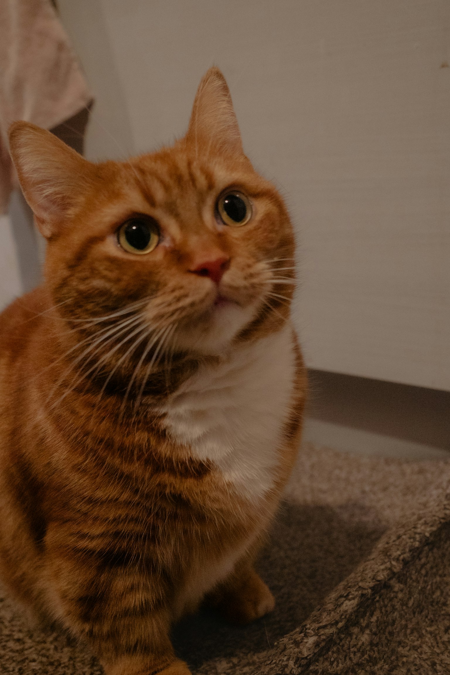 Orange Katze schaut mit einem sanften Ausdruck nach oben
