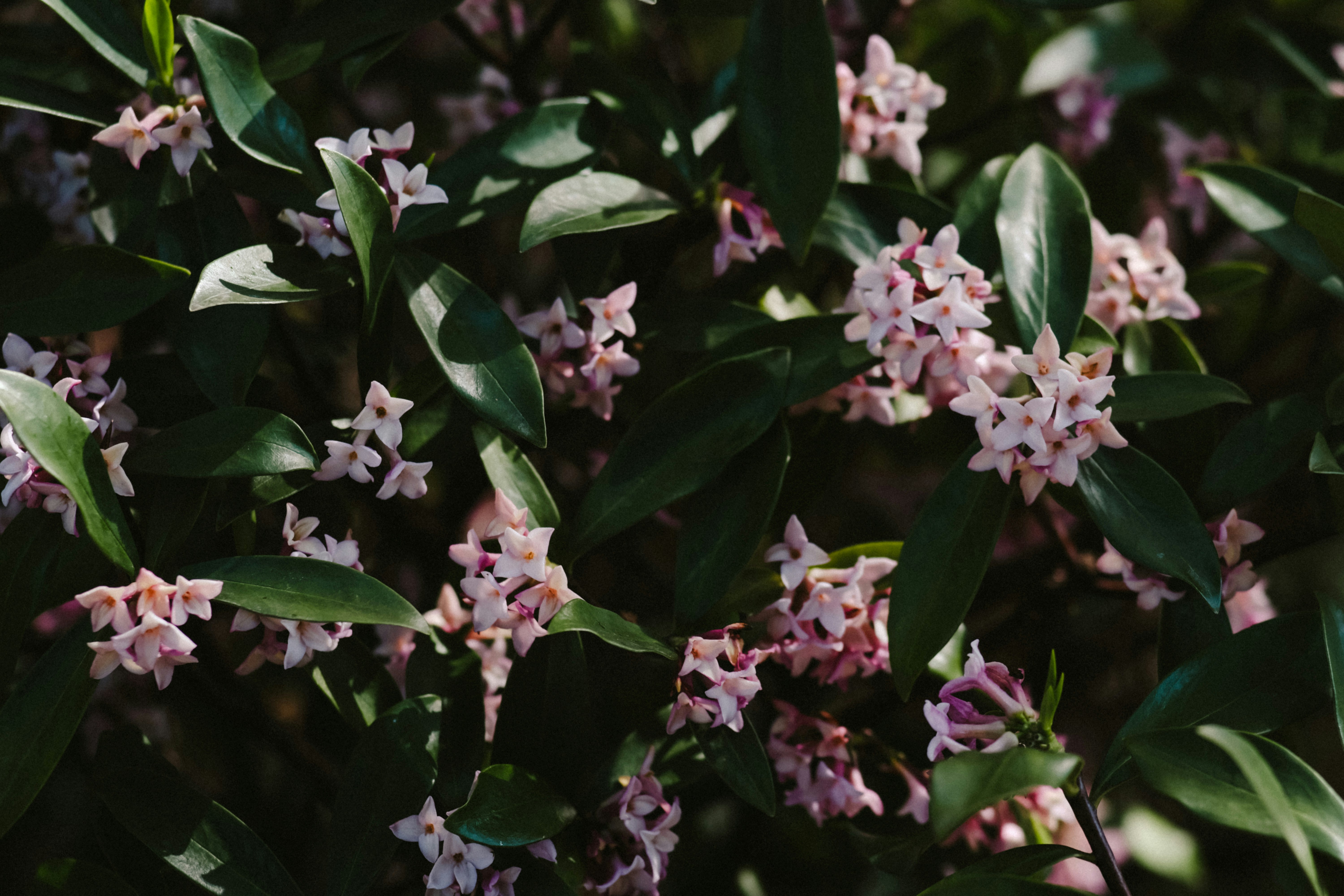 濃い葉に囲まれた淡いピンクの花のクローズアップ