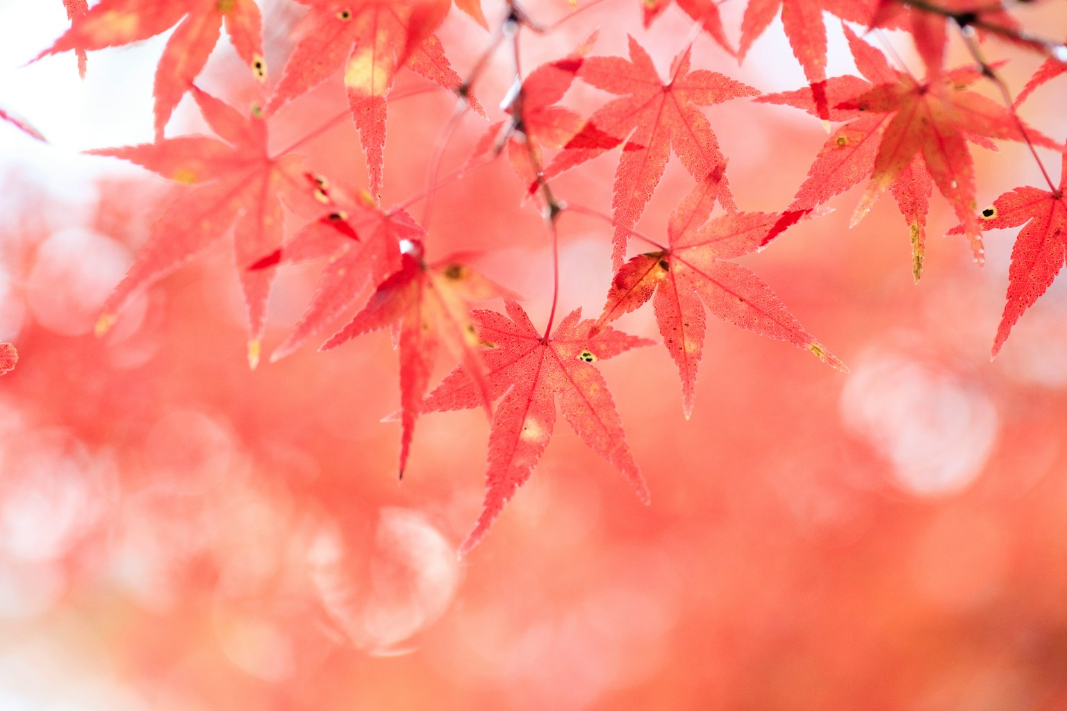 Feuilles d'érable rouges vibrantes illuminées par une lumière douce créant une atmosphère automnale sereine