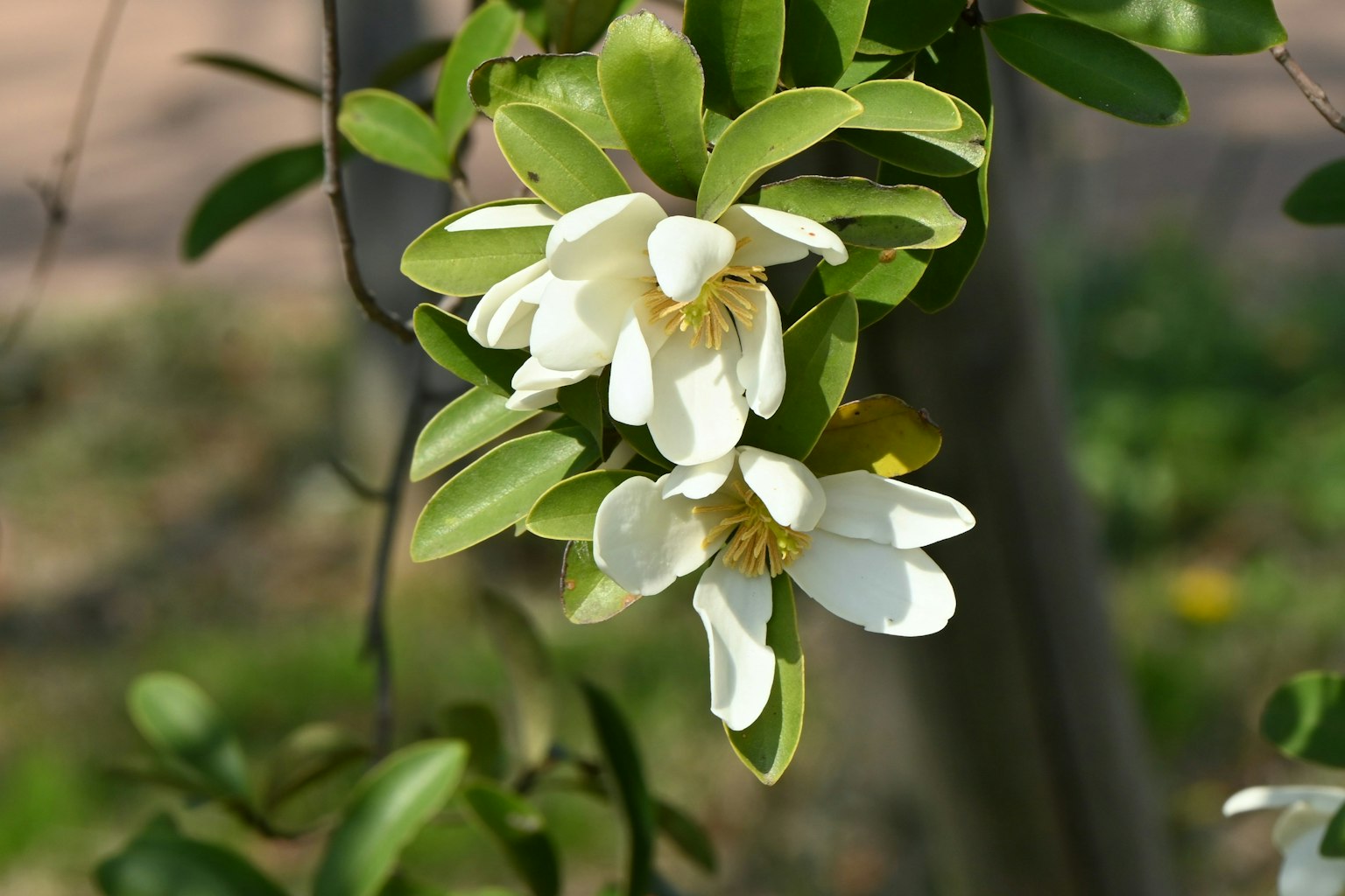 特写植物，白色花朵和绿色叶子