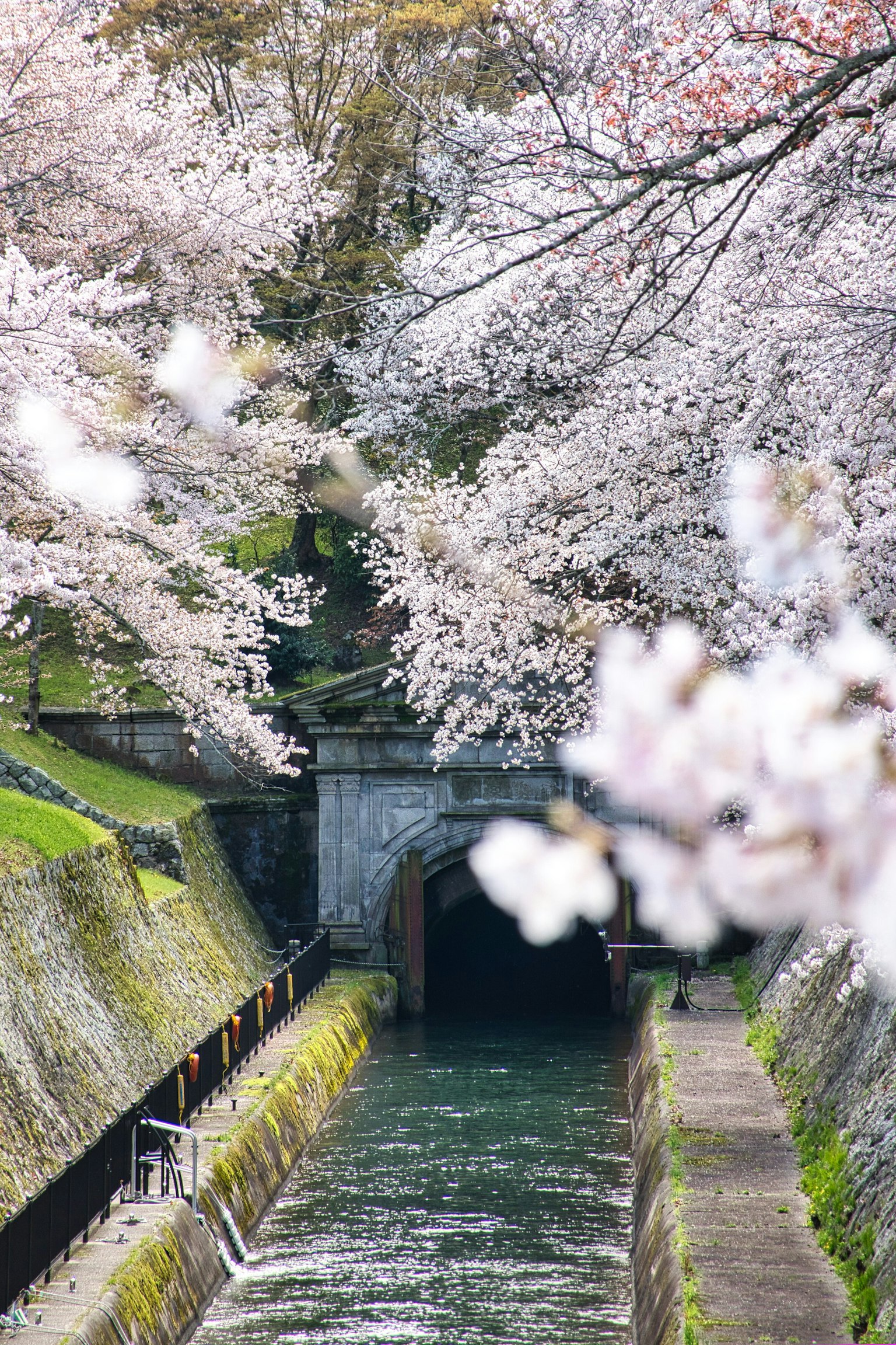Malerscher Blick auf einen Bach mit Kirschblüten und einem Tunnel