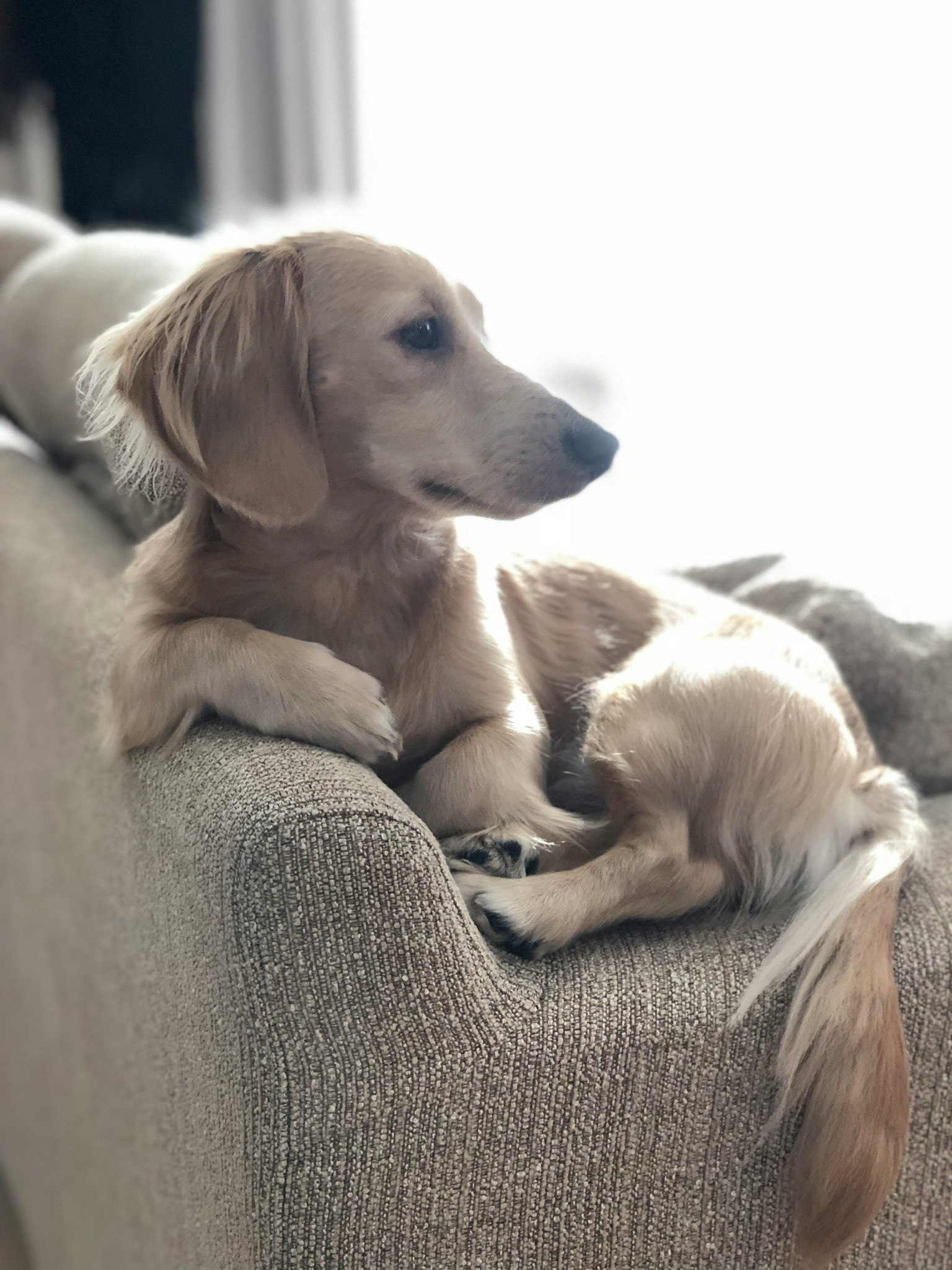 沙發上放鬆的臘腸犬幼犬