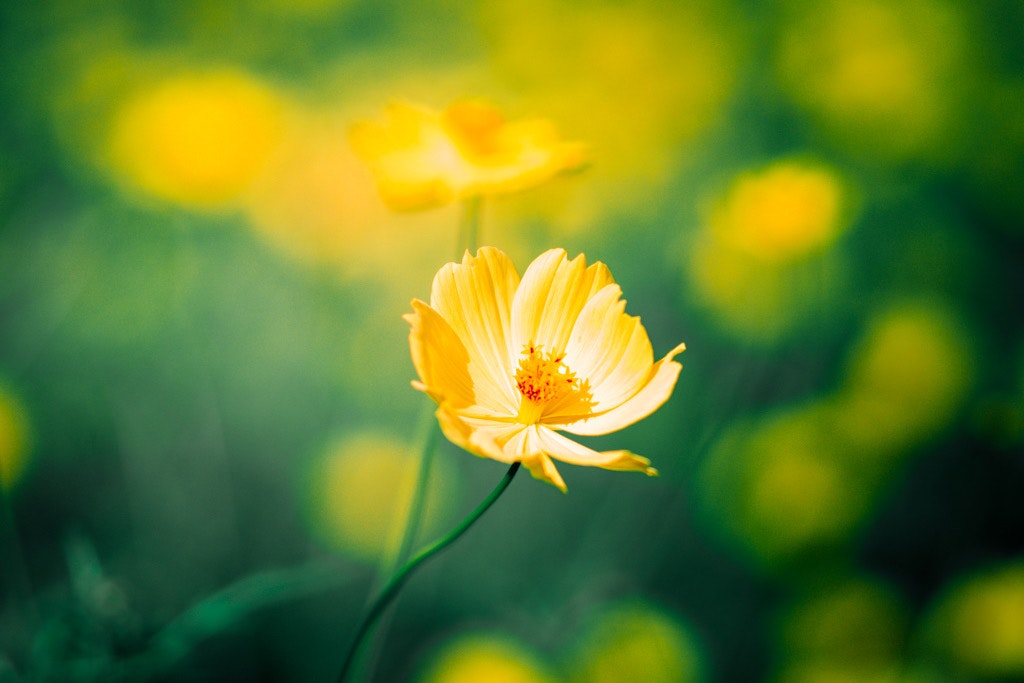 黄色いコスモスの花とボケた花畑