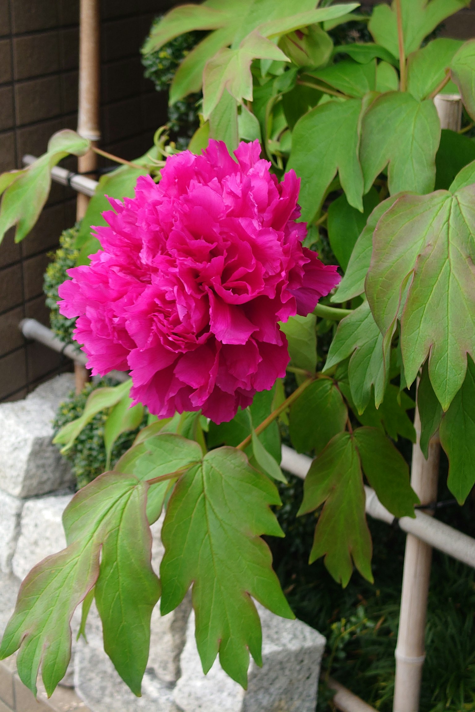 Sebuah bunga pink cerah dengan daun hijau pada tanaman