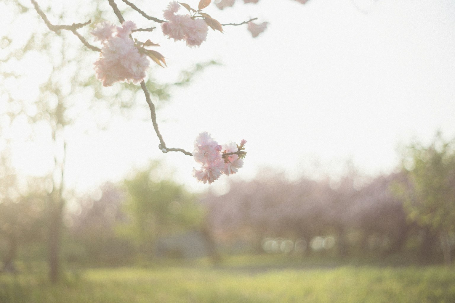 Soft light in a spring landscape featuring blooming cherry blossoms
