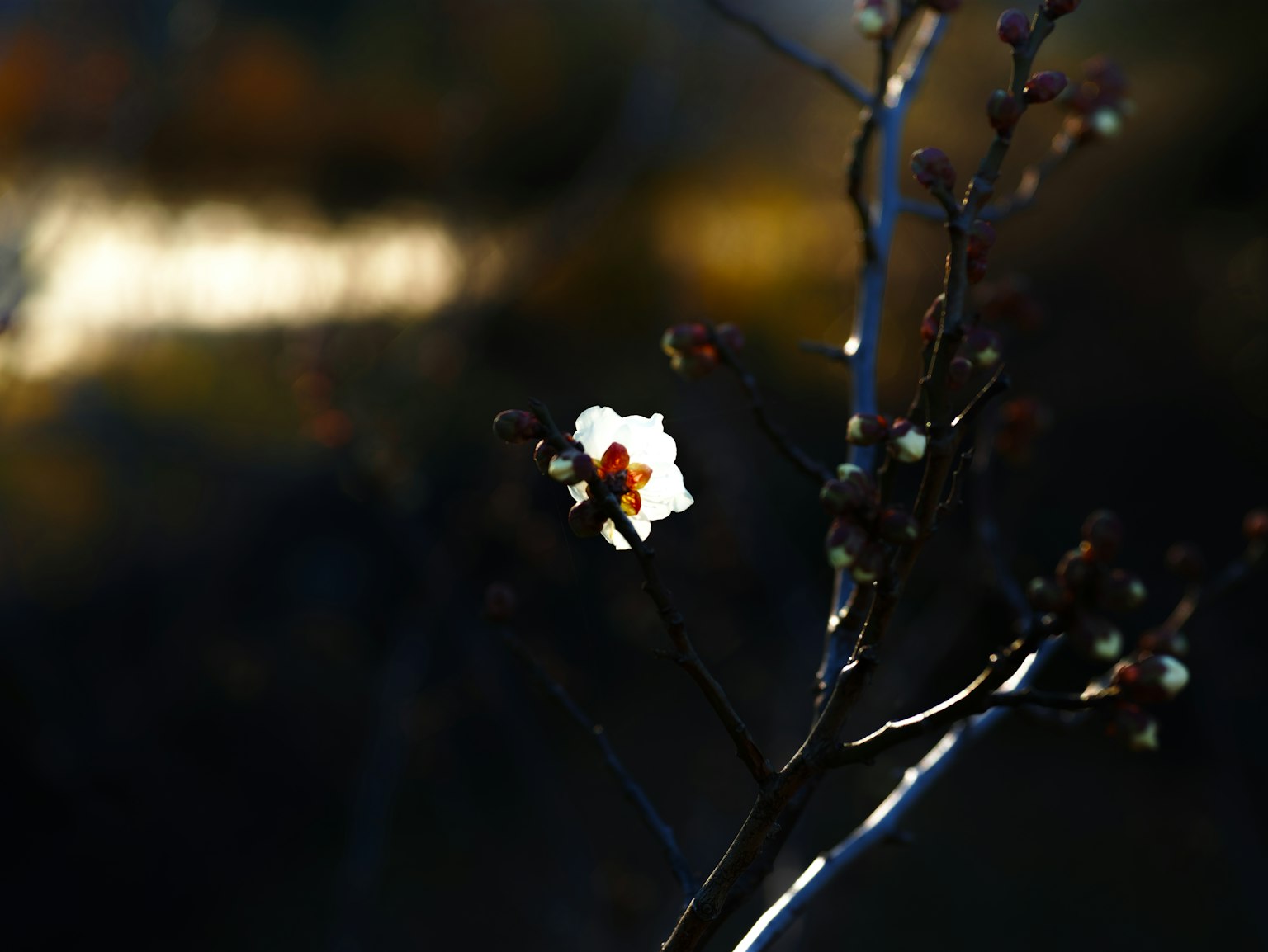 Un ramo con un singolo fiore bianco e gemme su uno sfondo scuro