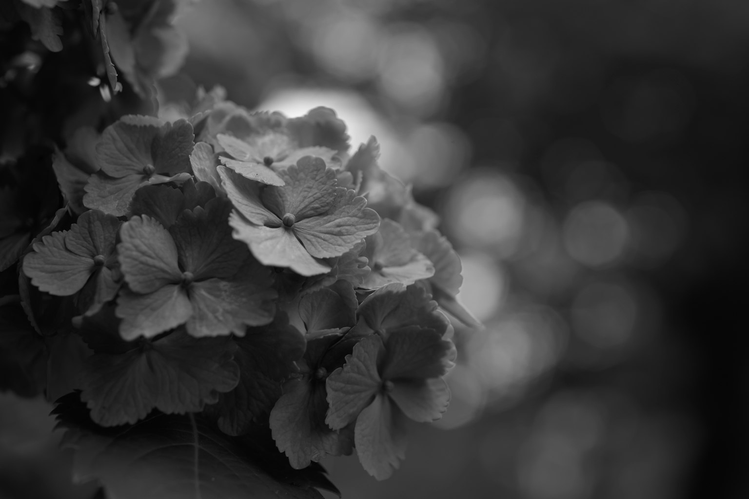 흑백 꽃의 클로즈업, 배경에 흐릿하게 보이는 부드러운 빛