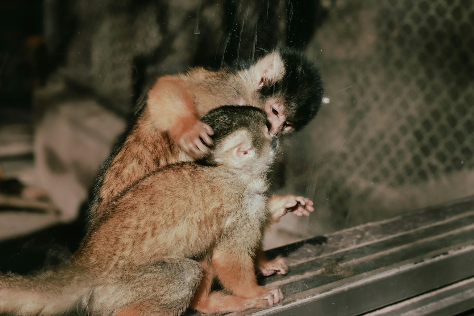 ลิงสองตัวที่มีปฏิสัมพันธ์กันอย่างรักใคร่