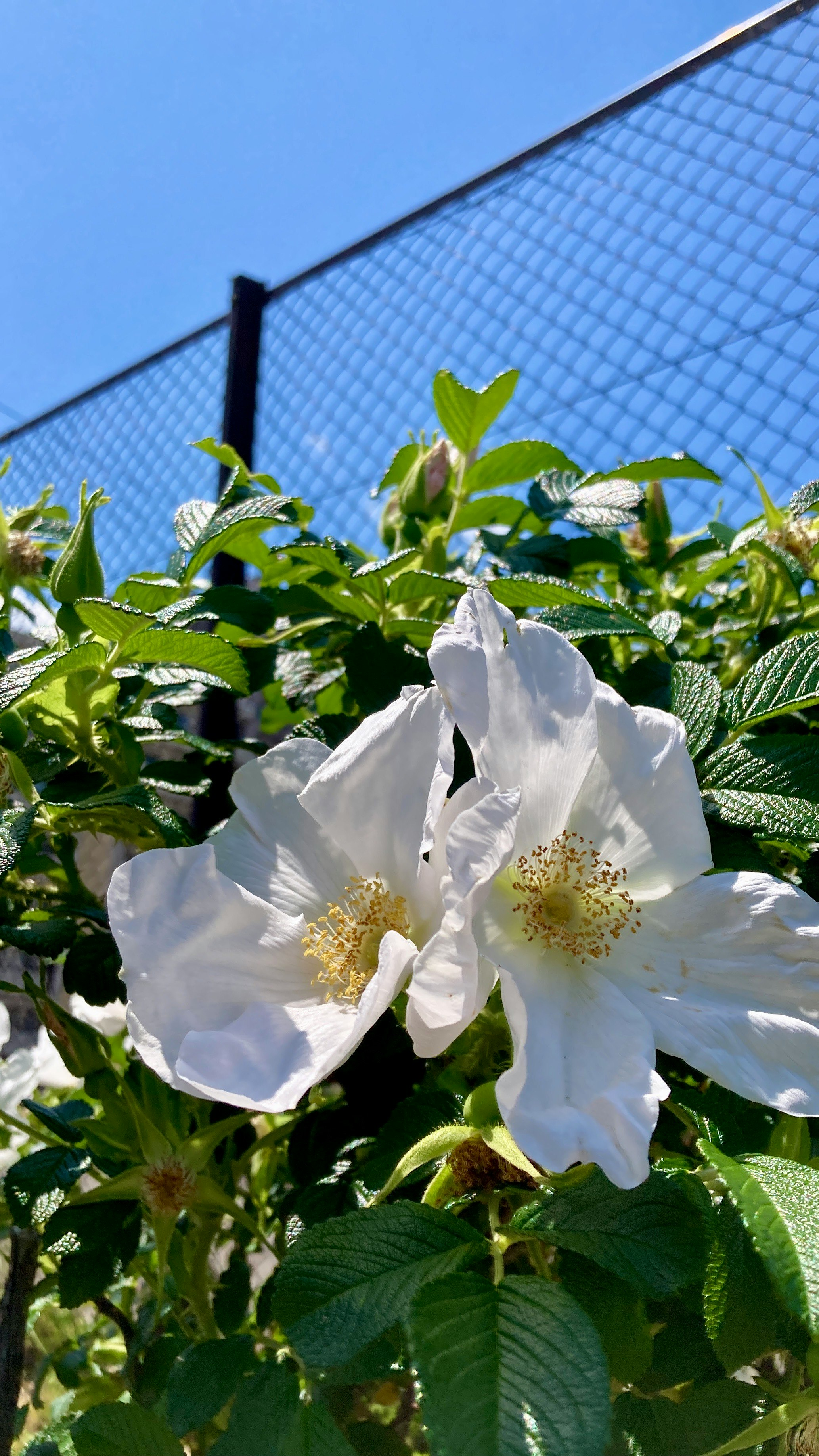 Primer plano de flores de hamanasu blancas y hojas
