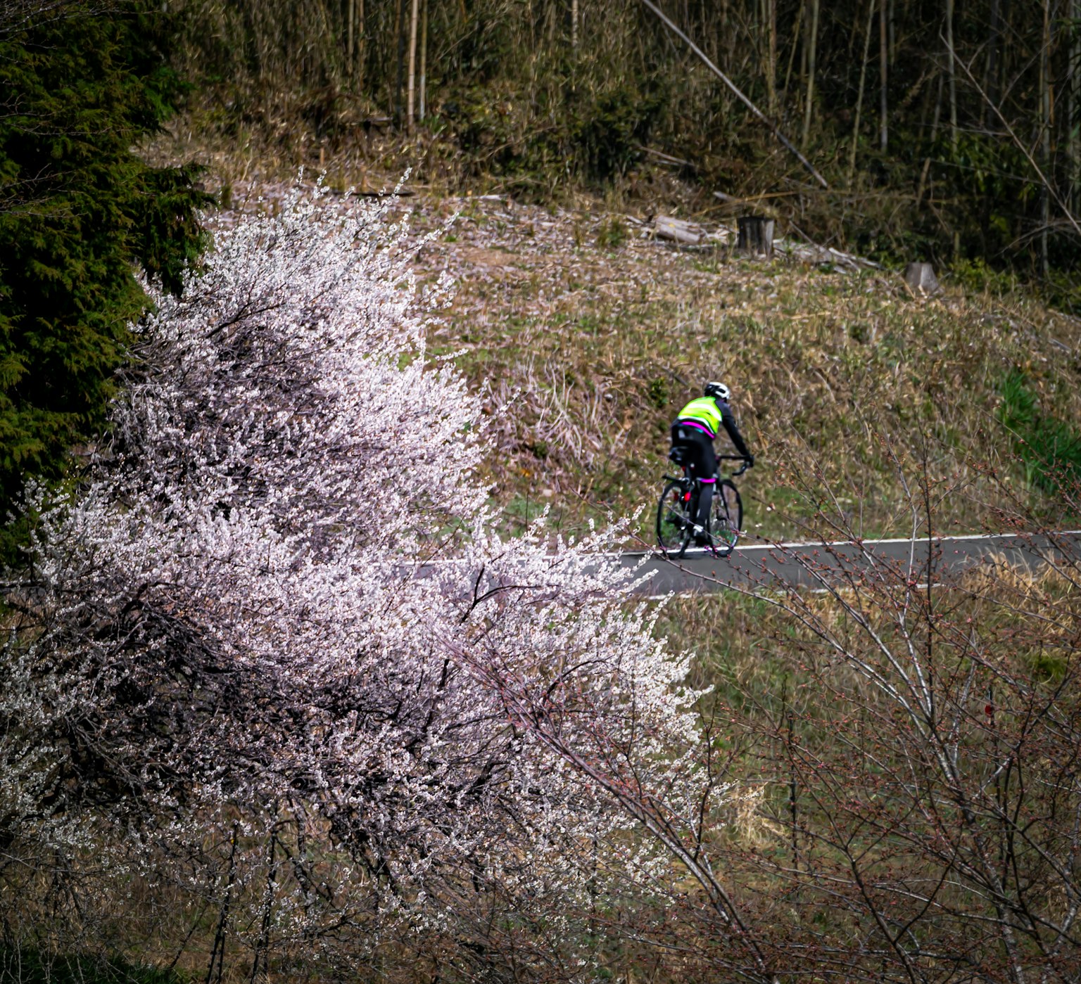Seorang pesepeda melewati pohon sakura yang sedang berbunga