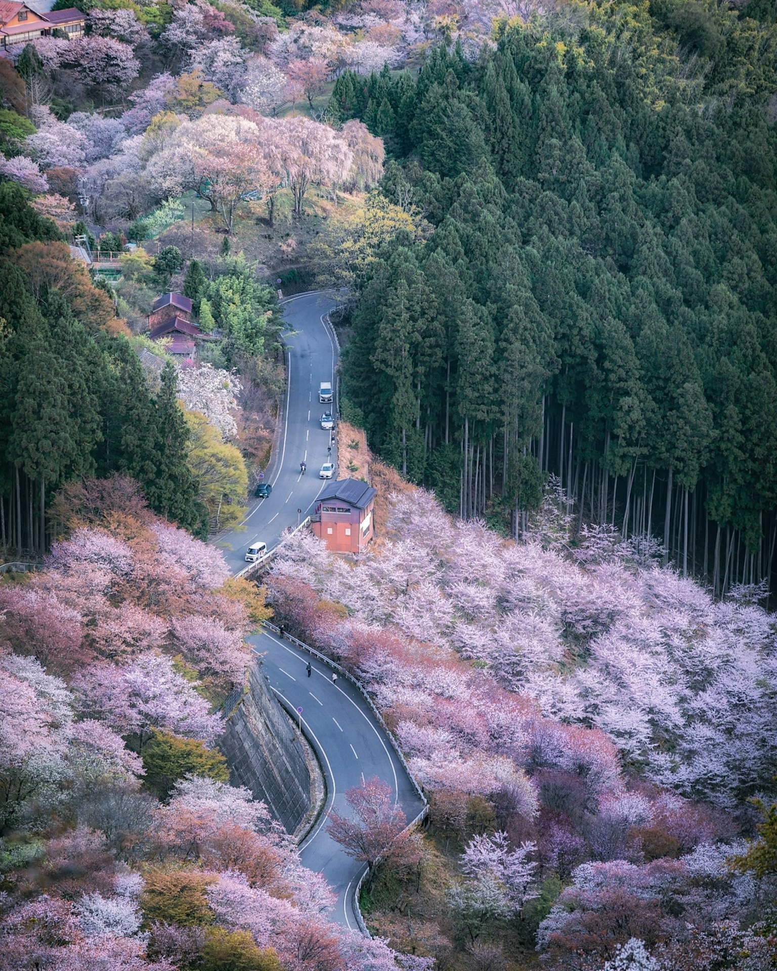 Winding road through vibrant cherry blossom trees and lush green forest