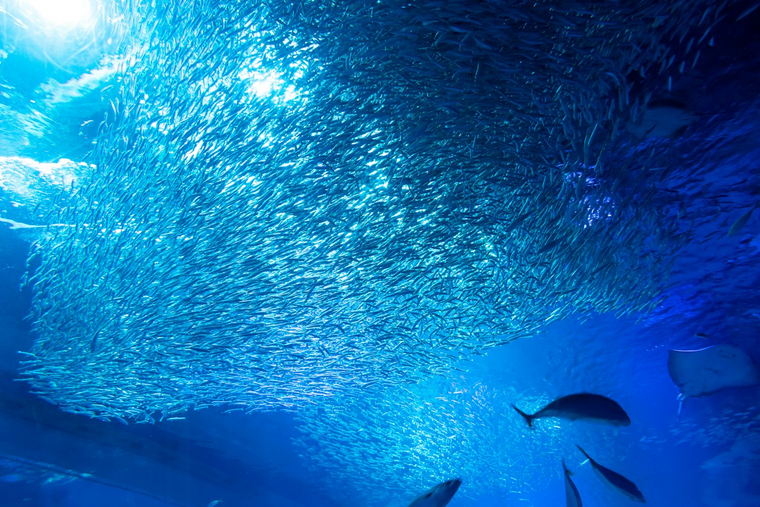 Un fascinante banco de peces nadando en un océano azul vibrante