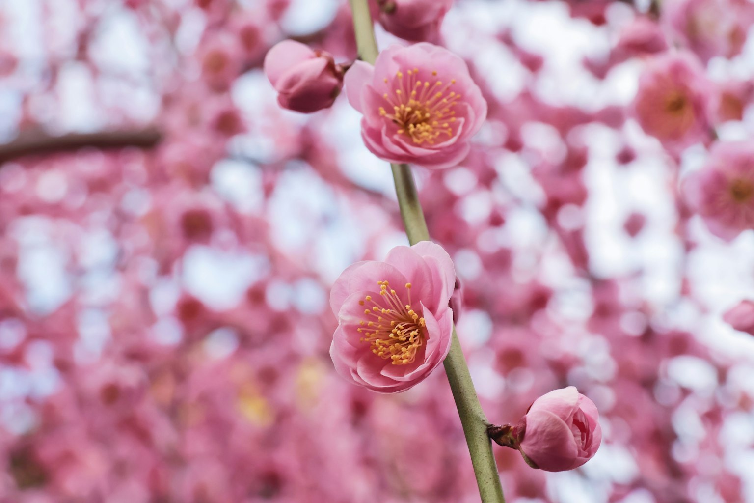 Close-up of cherry blossom branches featuring vibrant pink flowers and buds