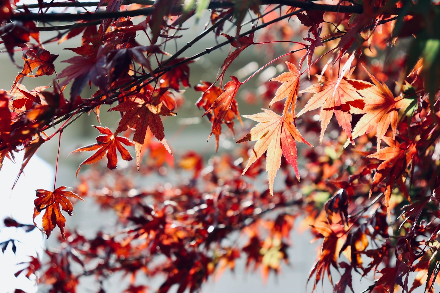 Ramas de un árbol con hojas rojas vibrantes en otoño