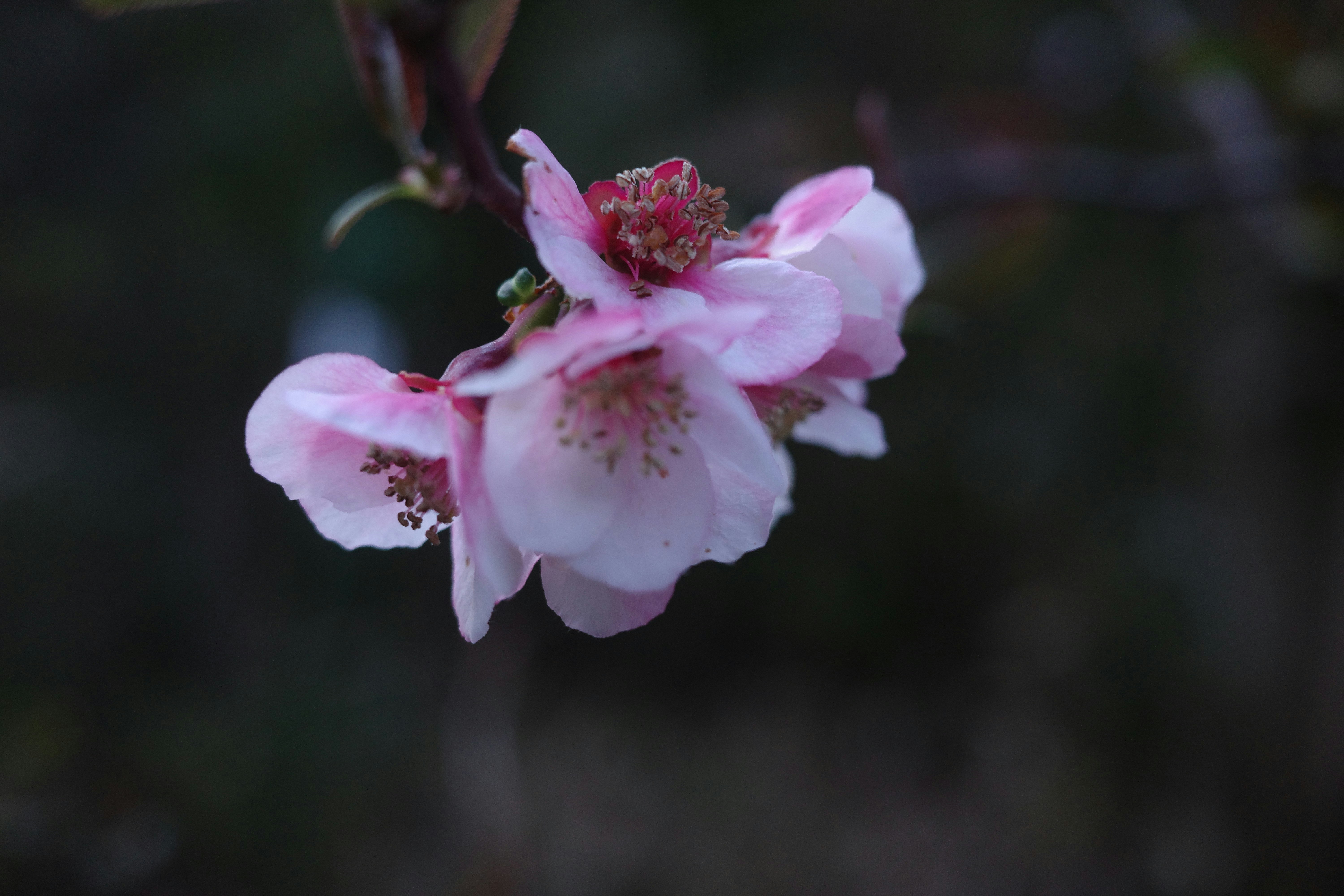 Close-up of quince blossoms