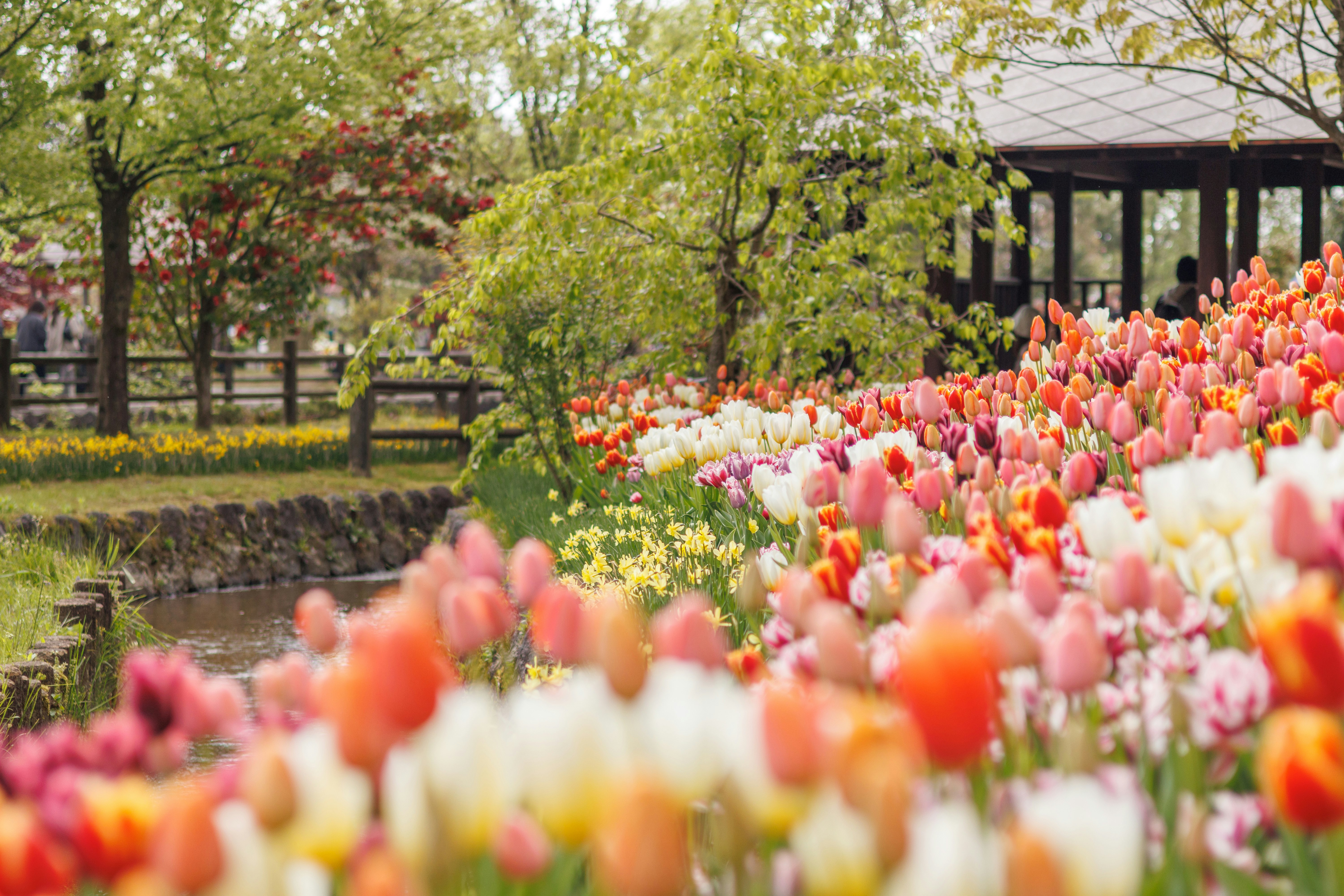 郁金香花园里盛开的花坛