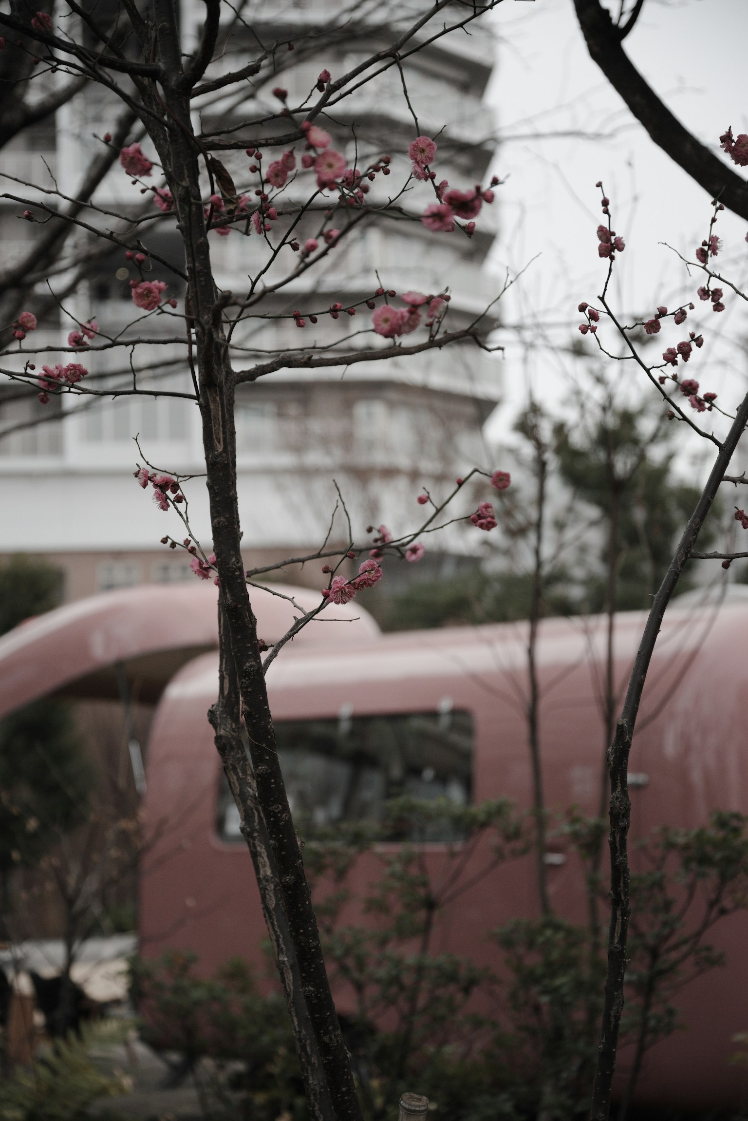 Un paysage avec un arbre en fleurs de cerisier et une structure rose en arrière-plan