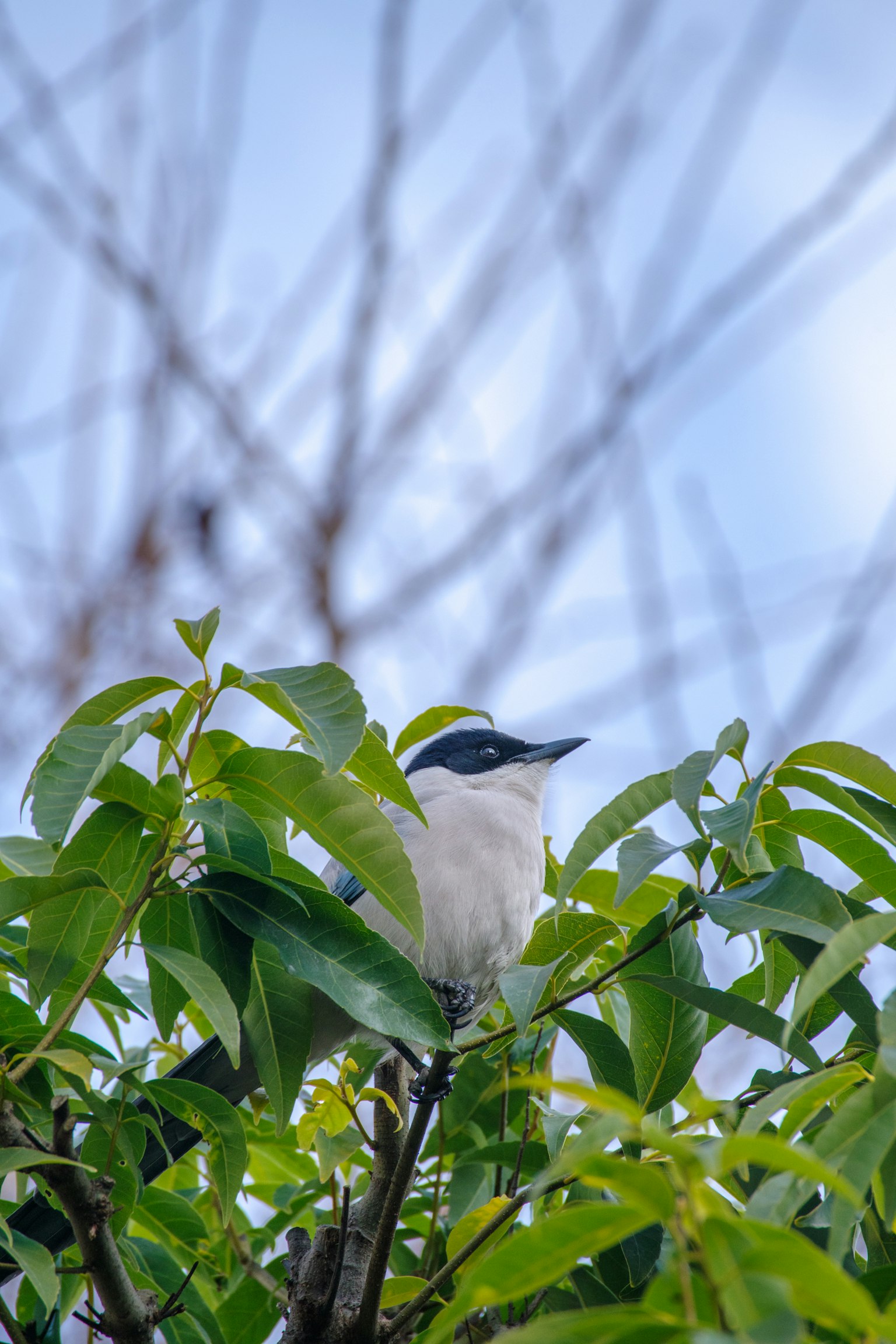 Gros plan d'un oiseau blanc parmi des feuilles vertes avec un ciel bleu en arrière-plan