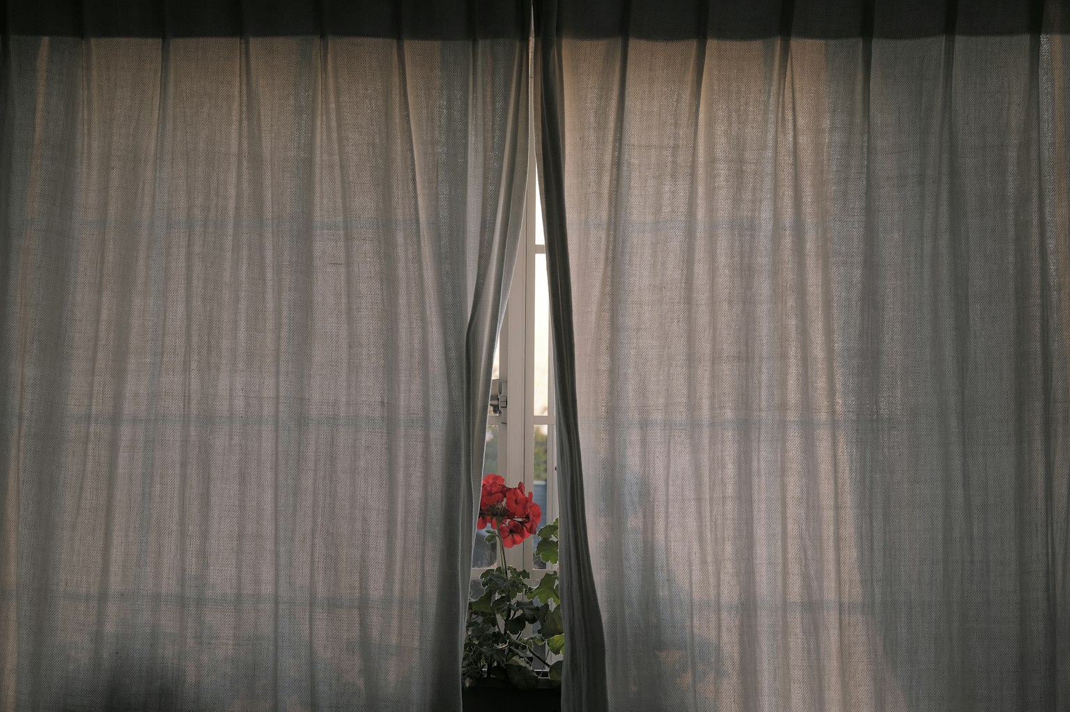 Des rideaux fins partiellement tirés révélant une fleur rouge et des plantes vertes